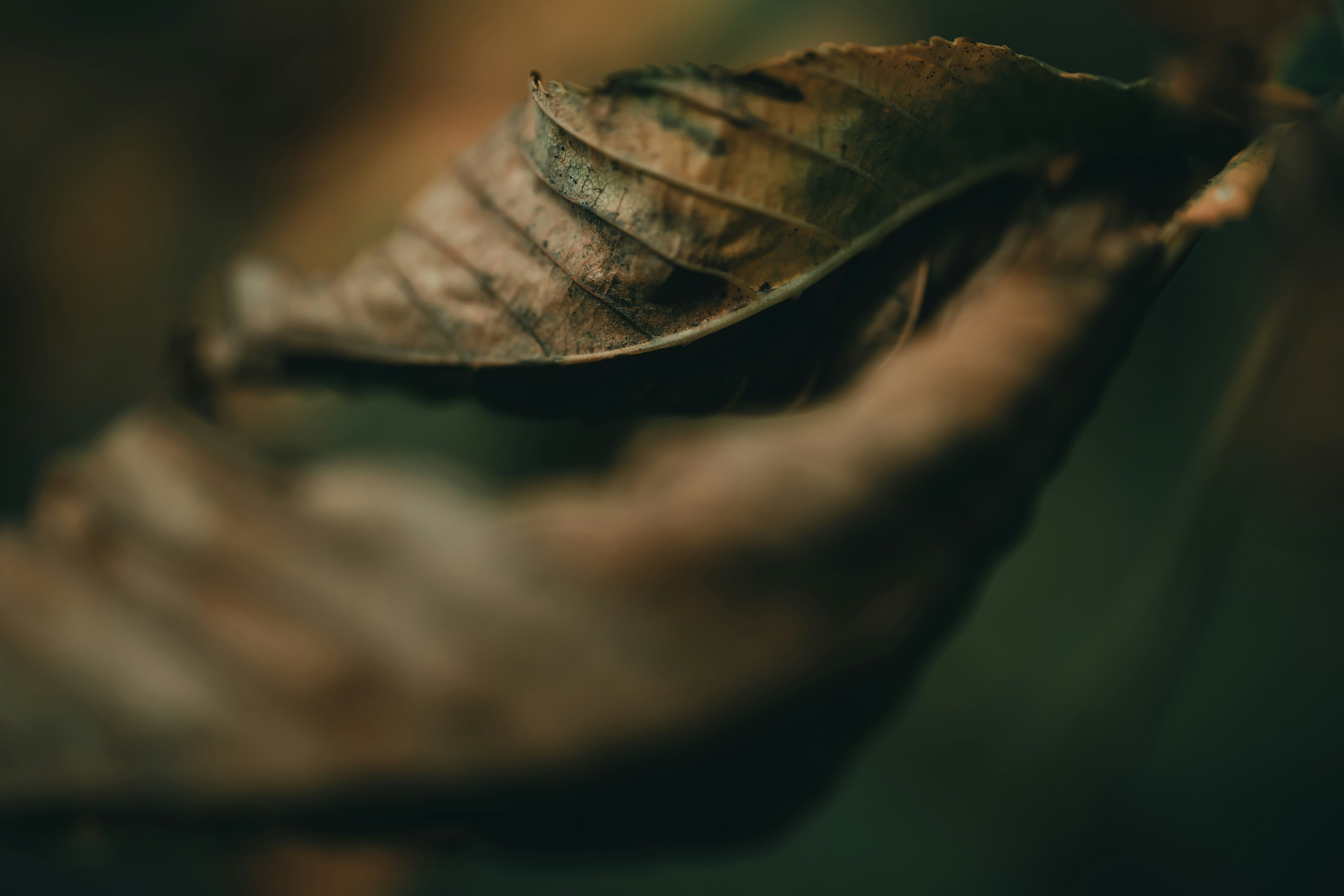 Photo by volodymyr_leush