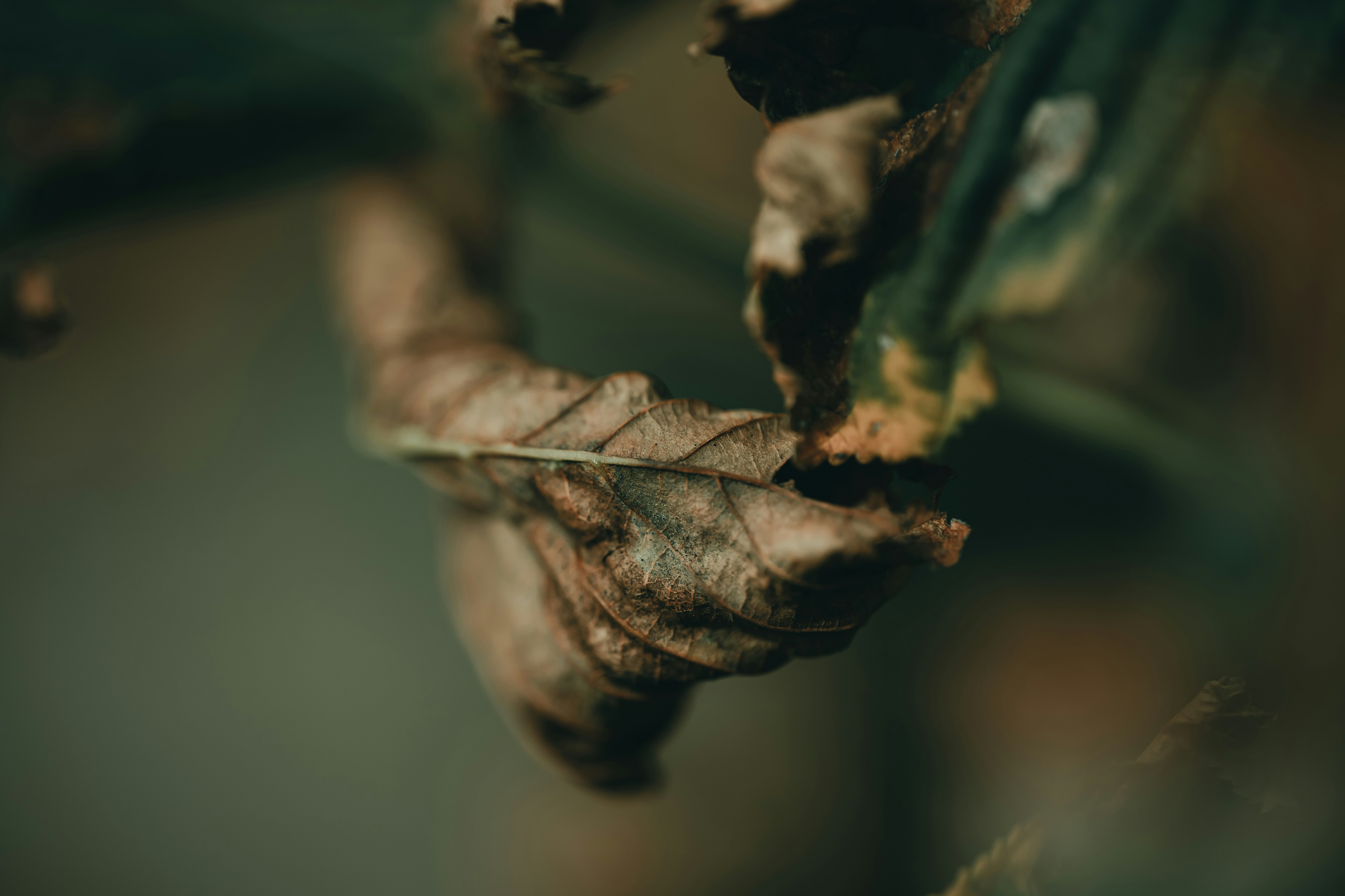 Photo by volodymyr_leush