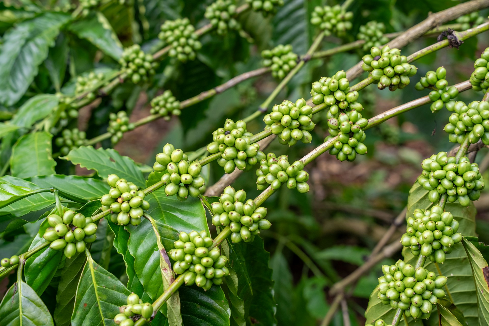 Green coffee beans growing on a branch
