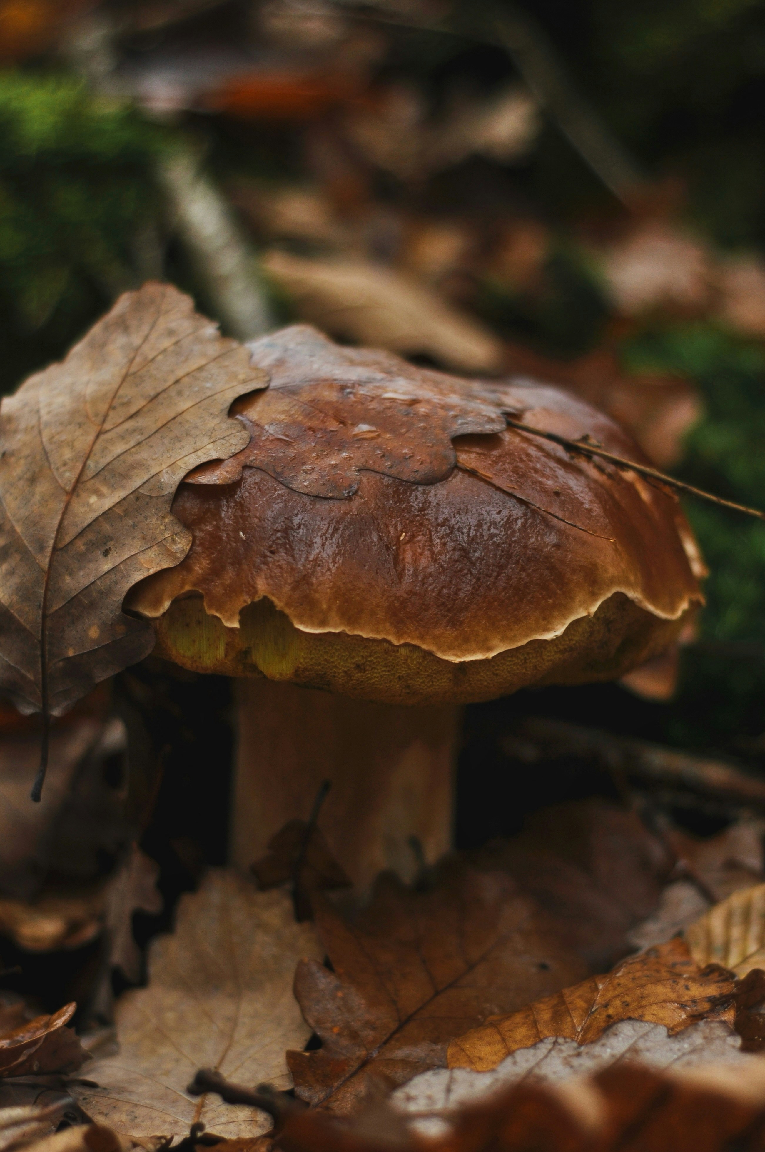 Photo by gorchinska88