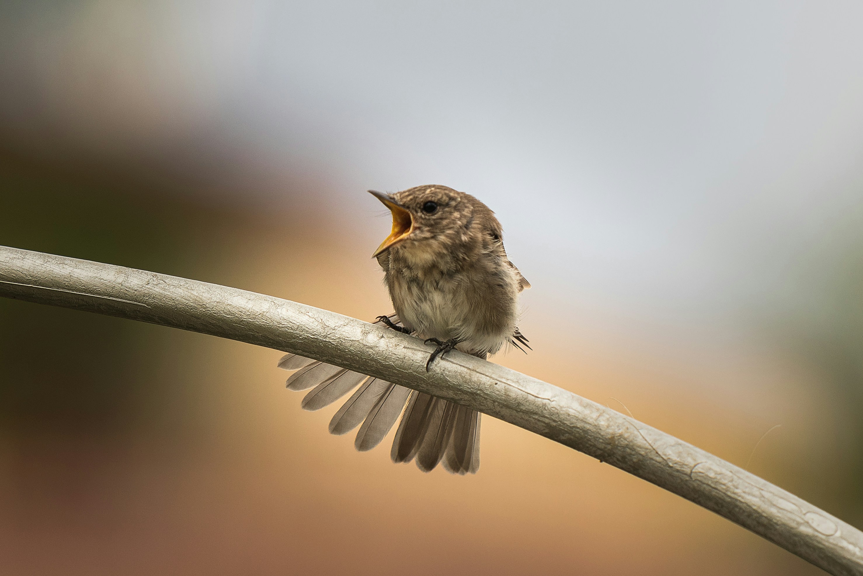 Photo by marcozzolo90