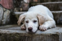 A sad white puppy rests on concrete stairs.