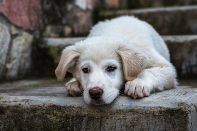 A sad white puppy rests on concrete stairs.