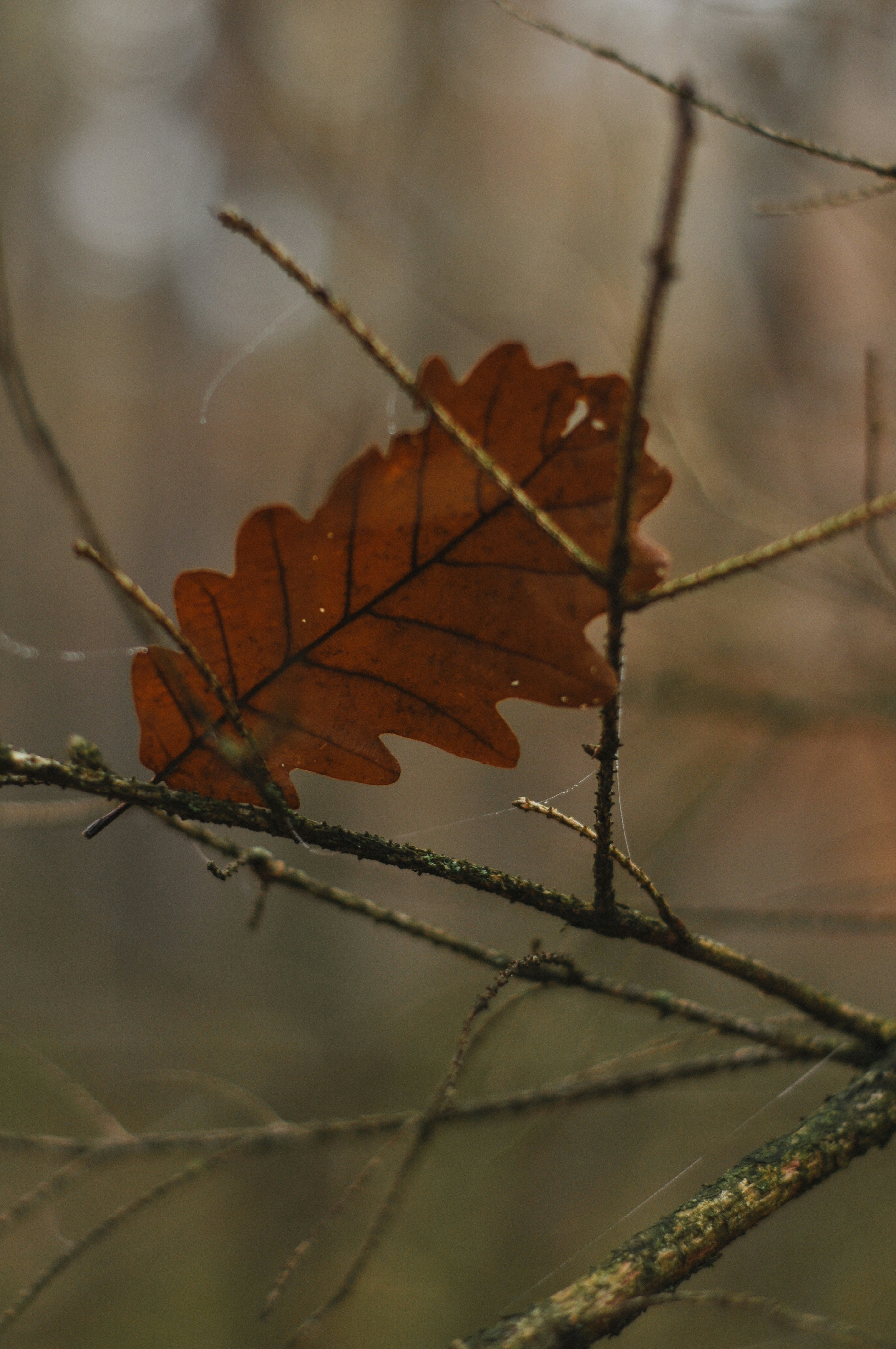 Photo by gorchinska88