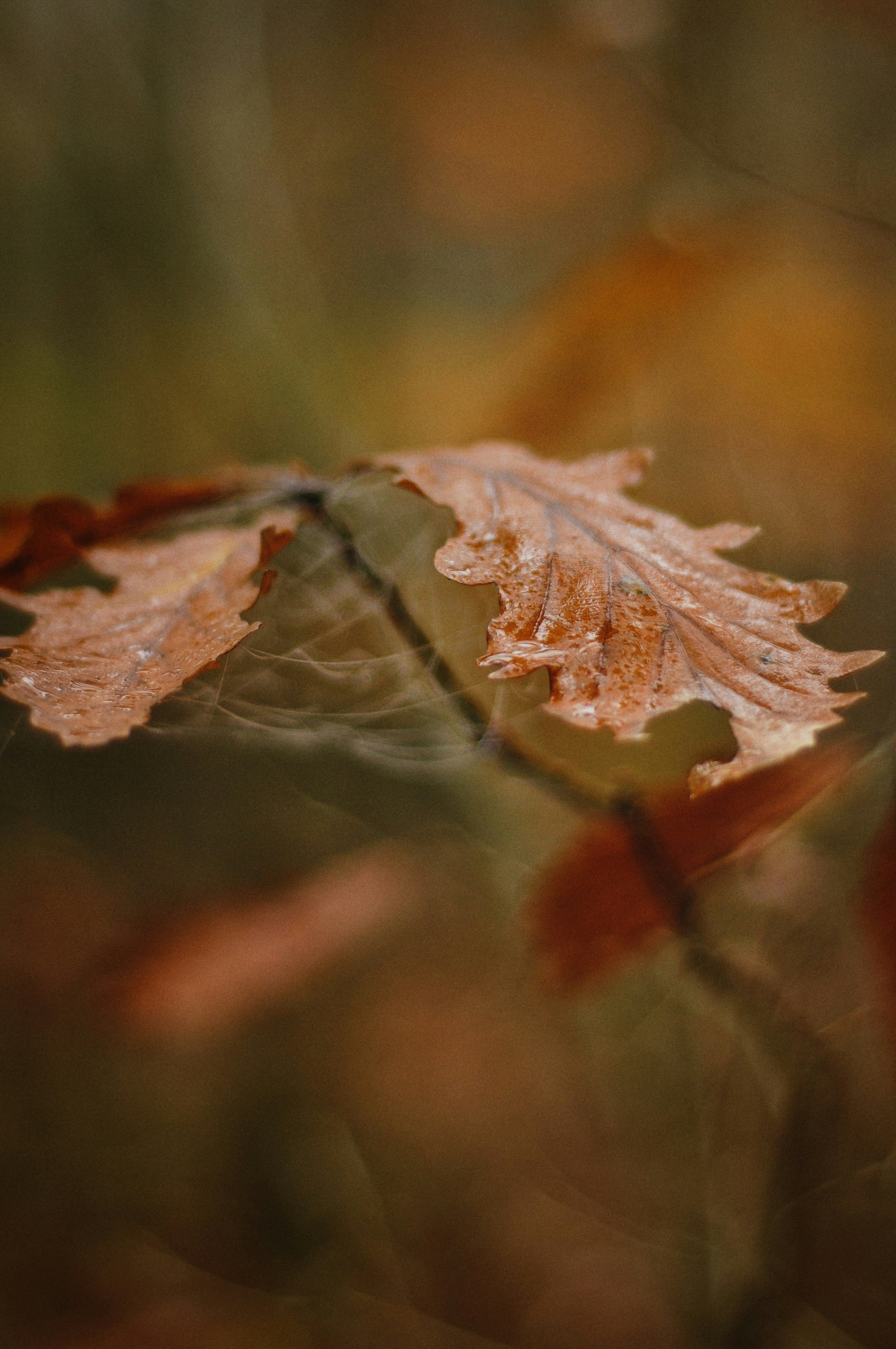 Photo by gorchinska88