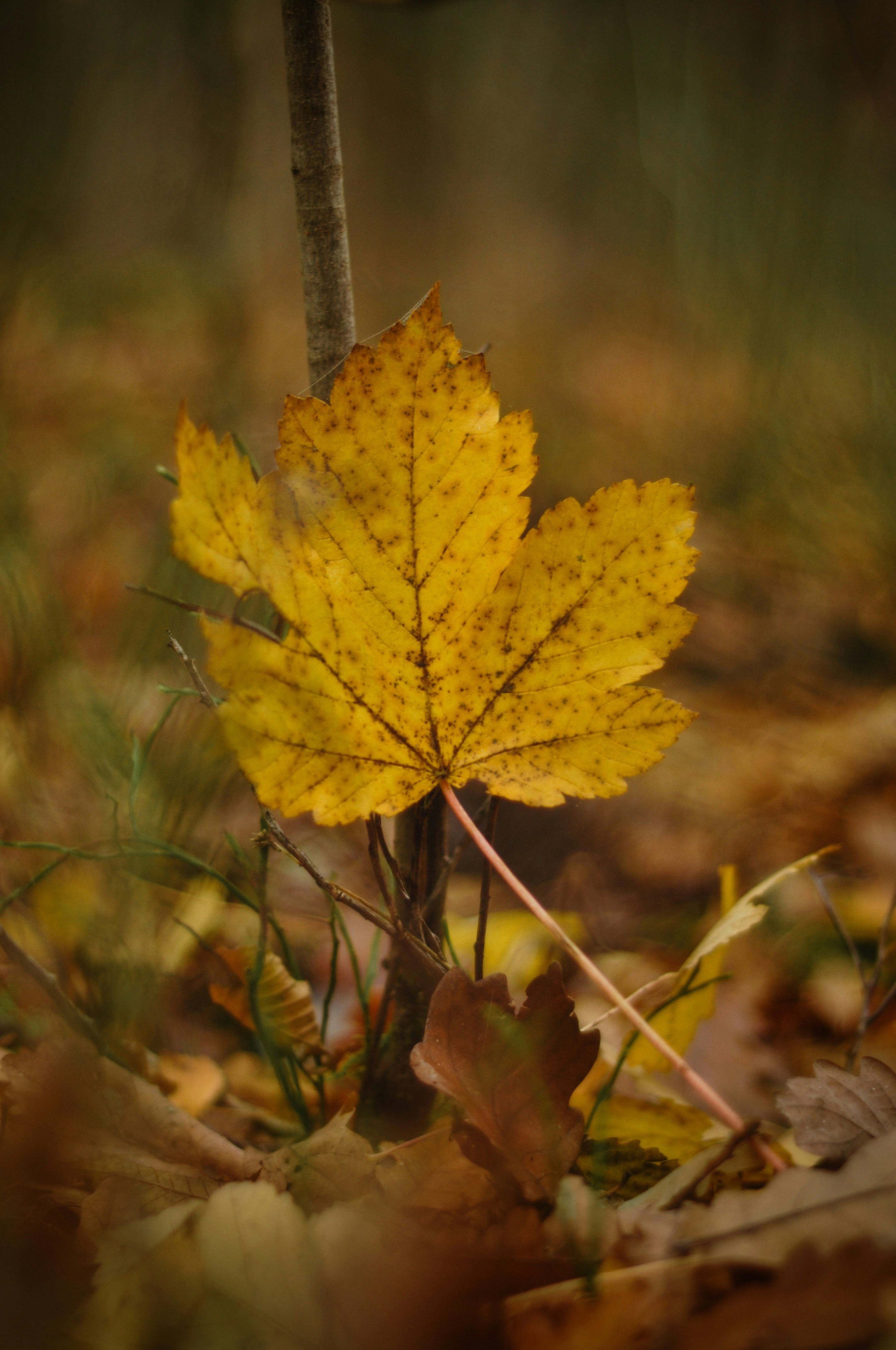 Photo by gorchinska88