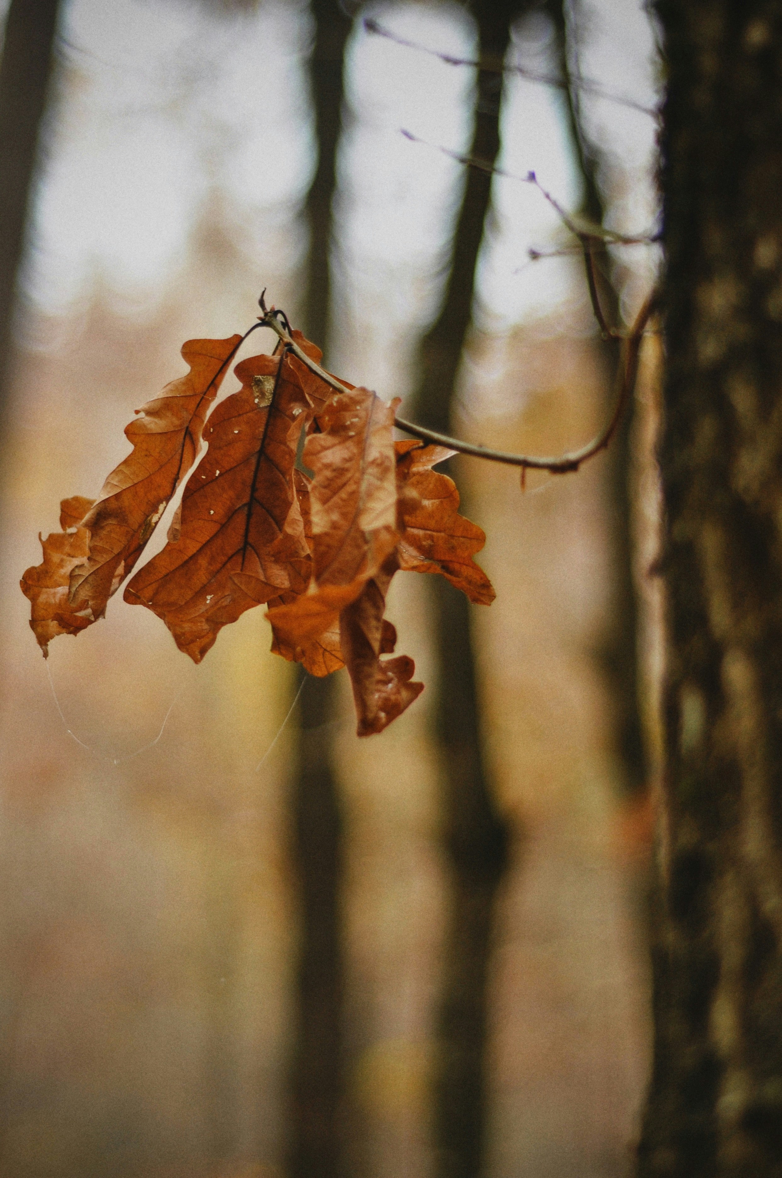 Photo by gorchinska88