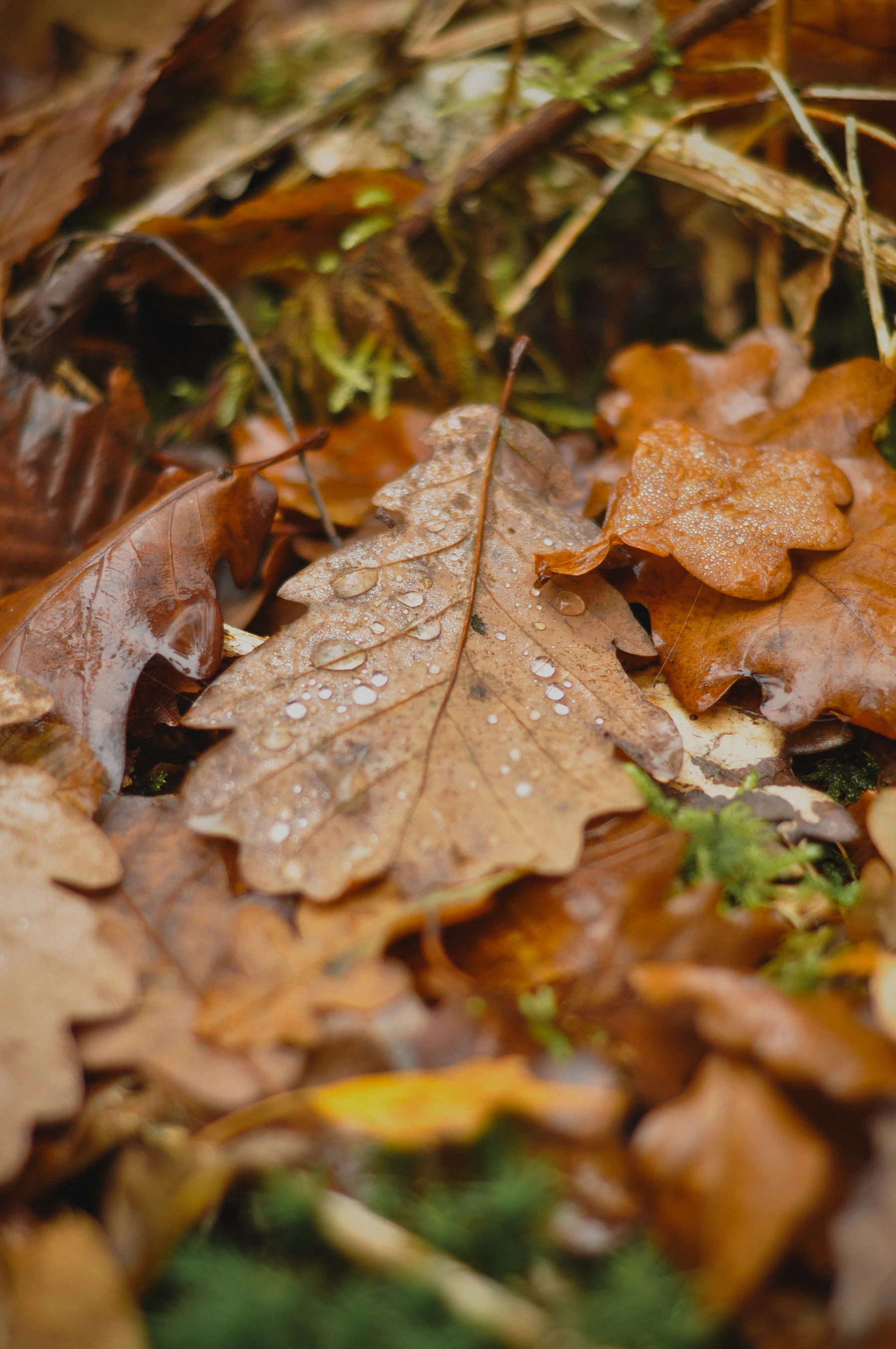 Wet fallen autumn leaves covering a forest floor
