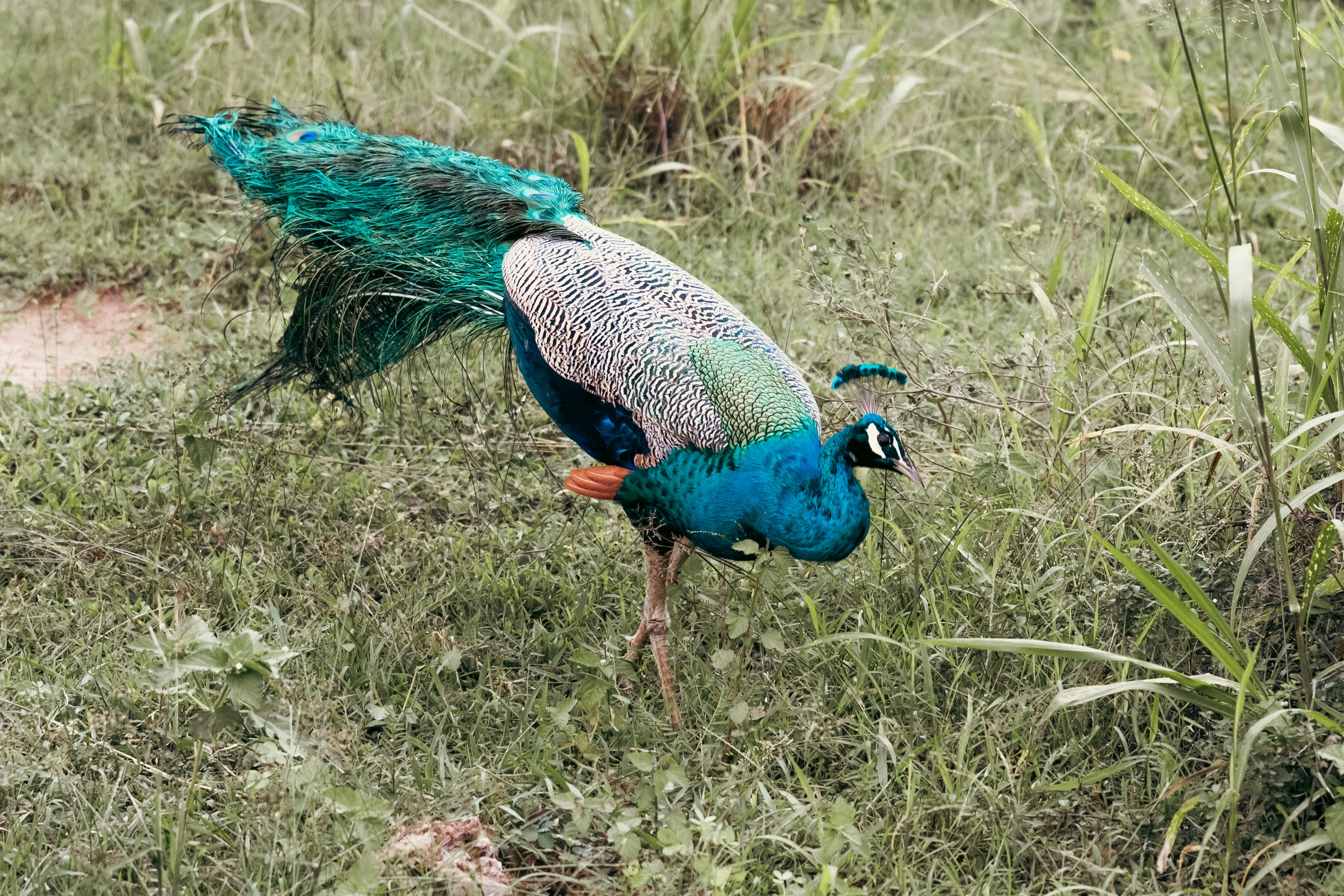 A peacock with vibrant blue and green feathers walks.