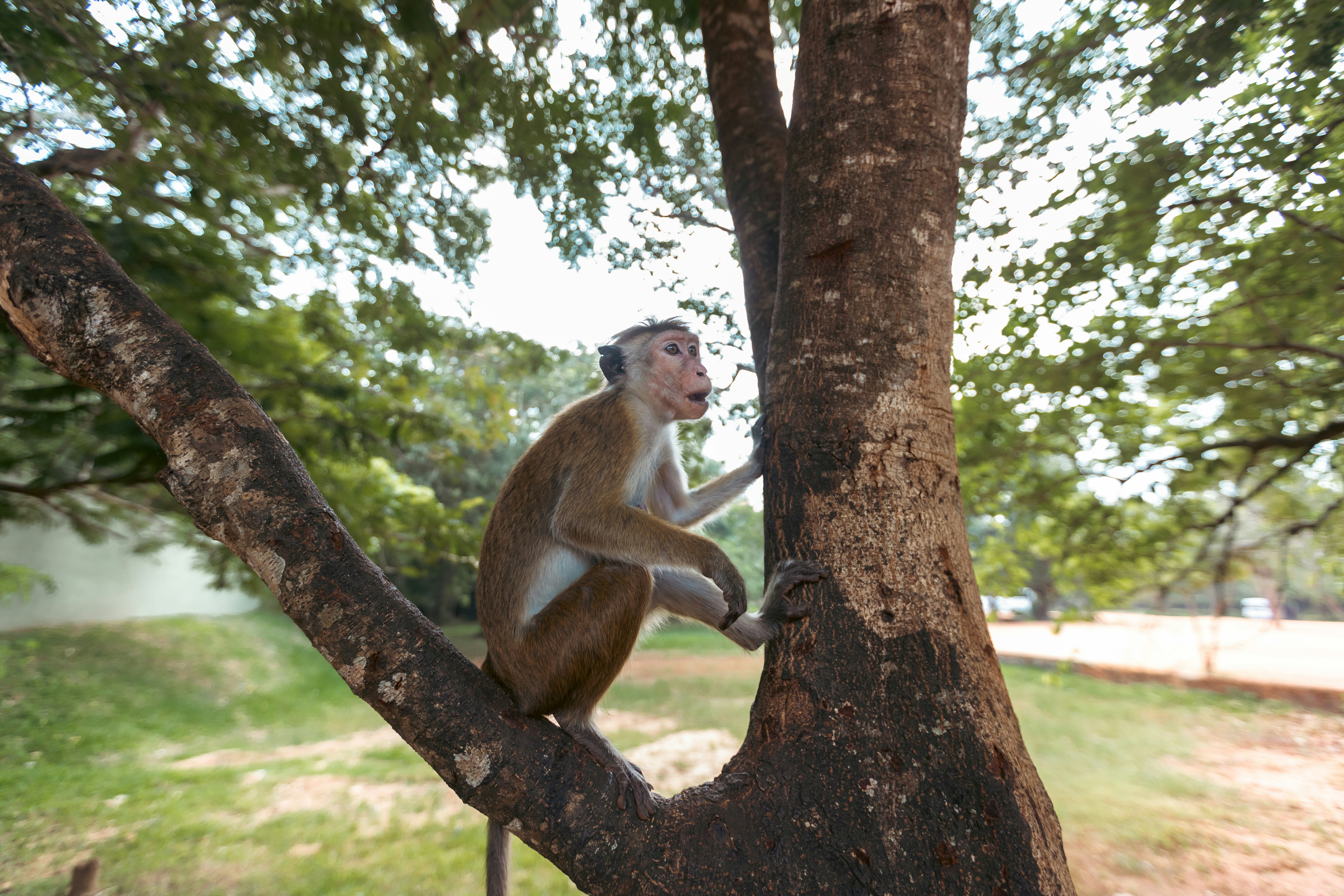 Monkey sitting on a tree branch