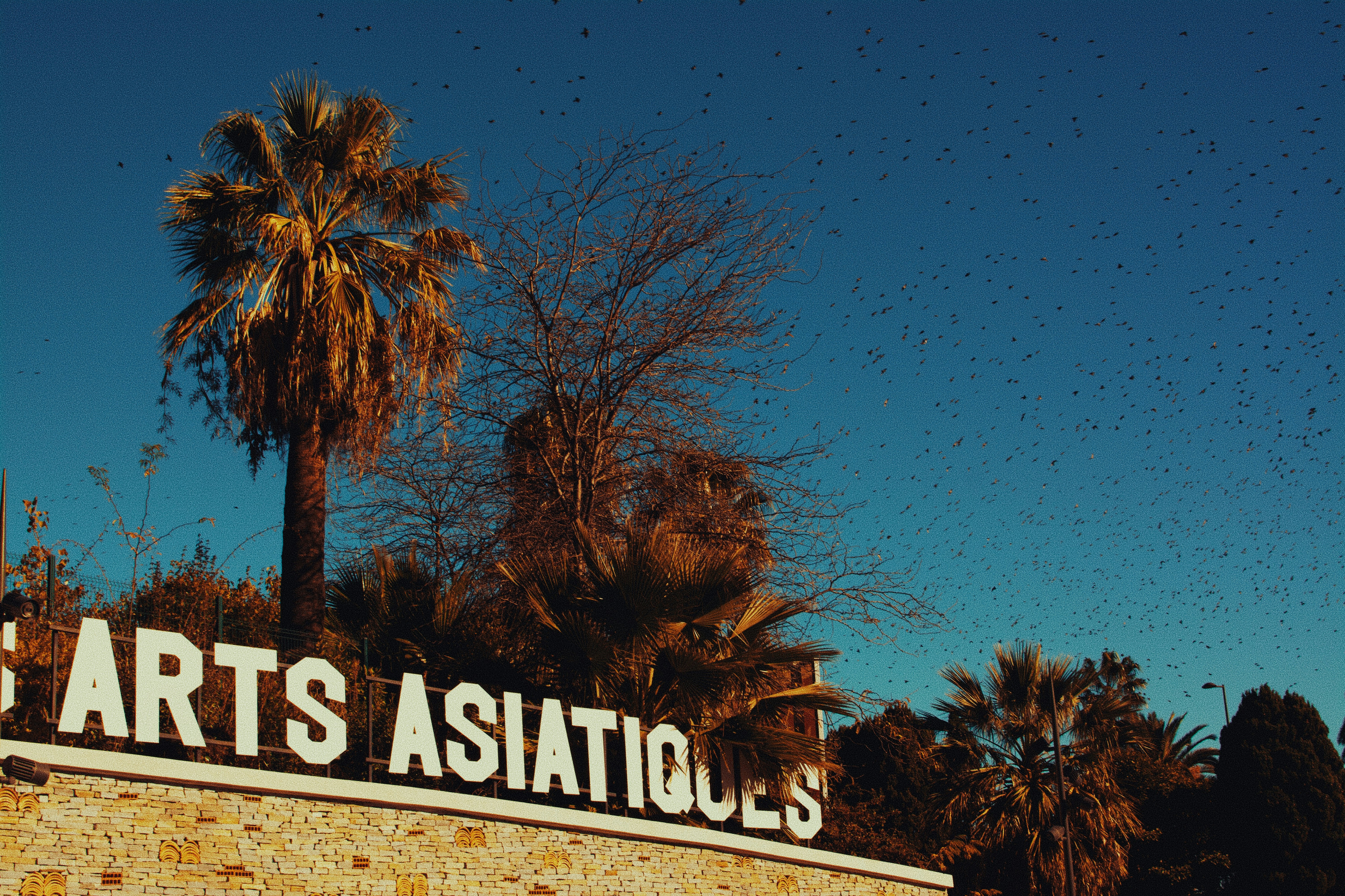 Palm trees against a clear blue sky.