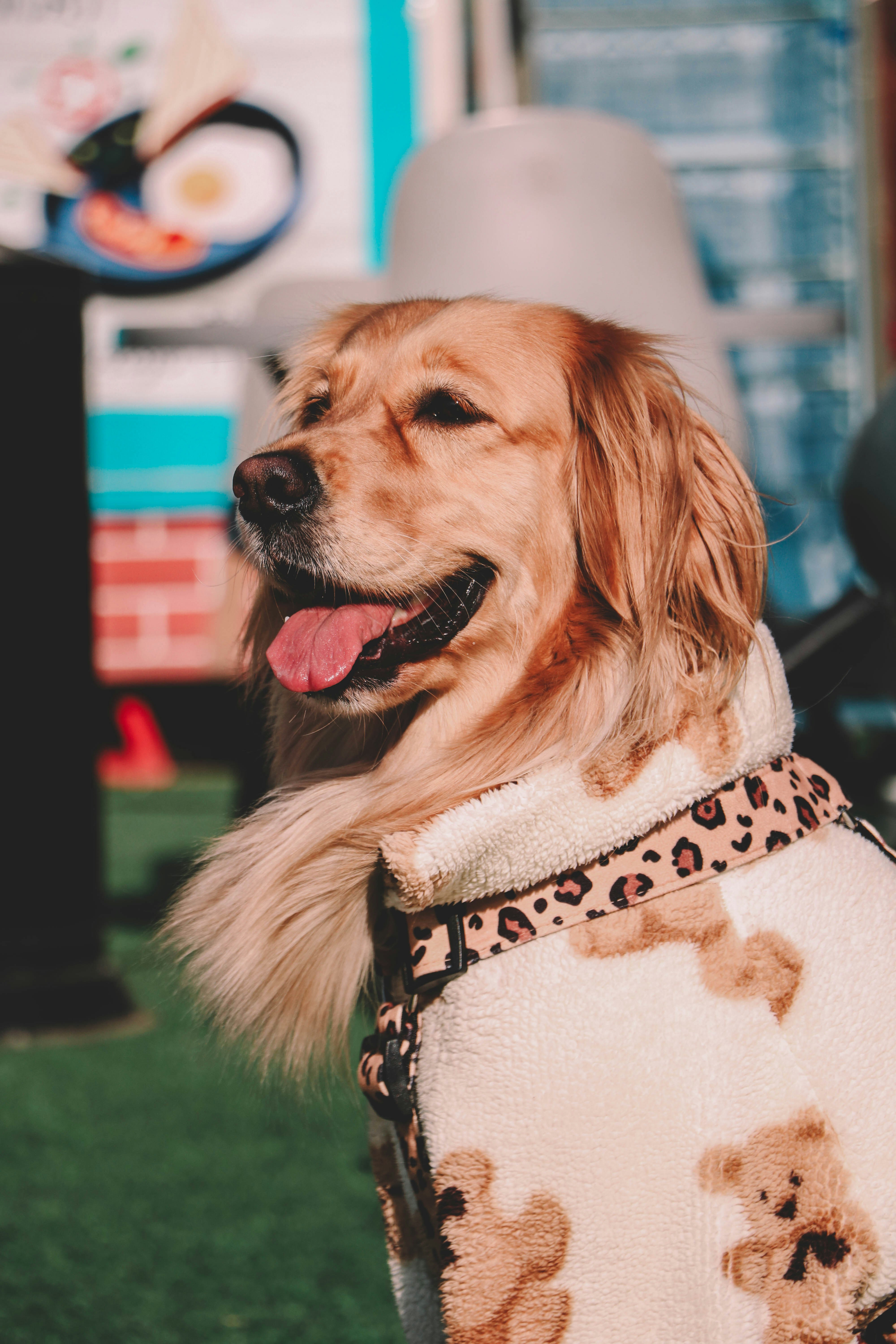 Golden retriever dog wearing a teddy bear sweater.