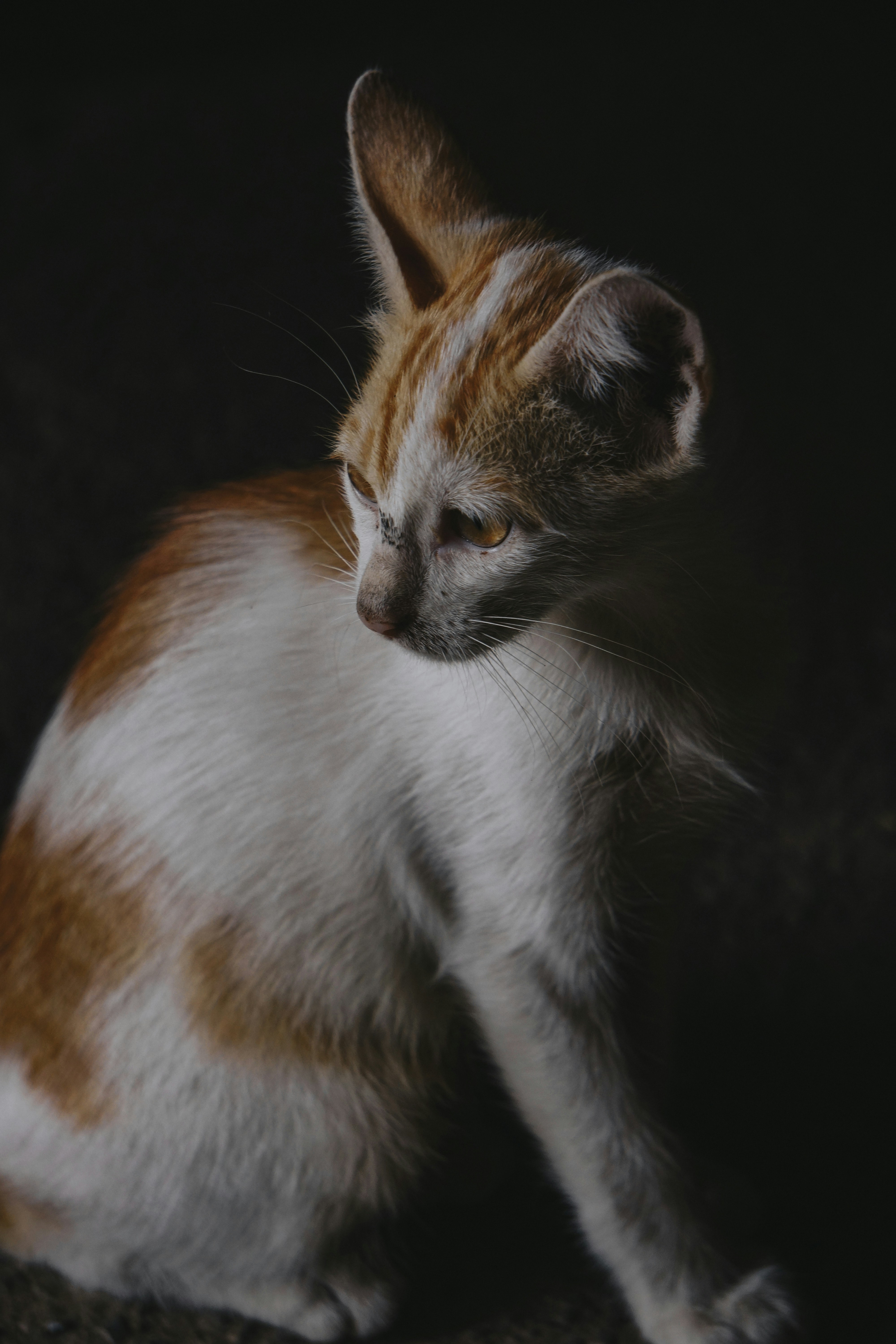 A ginger and white cat looks to the side.