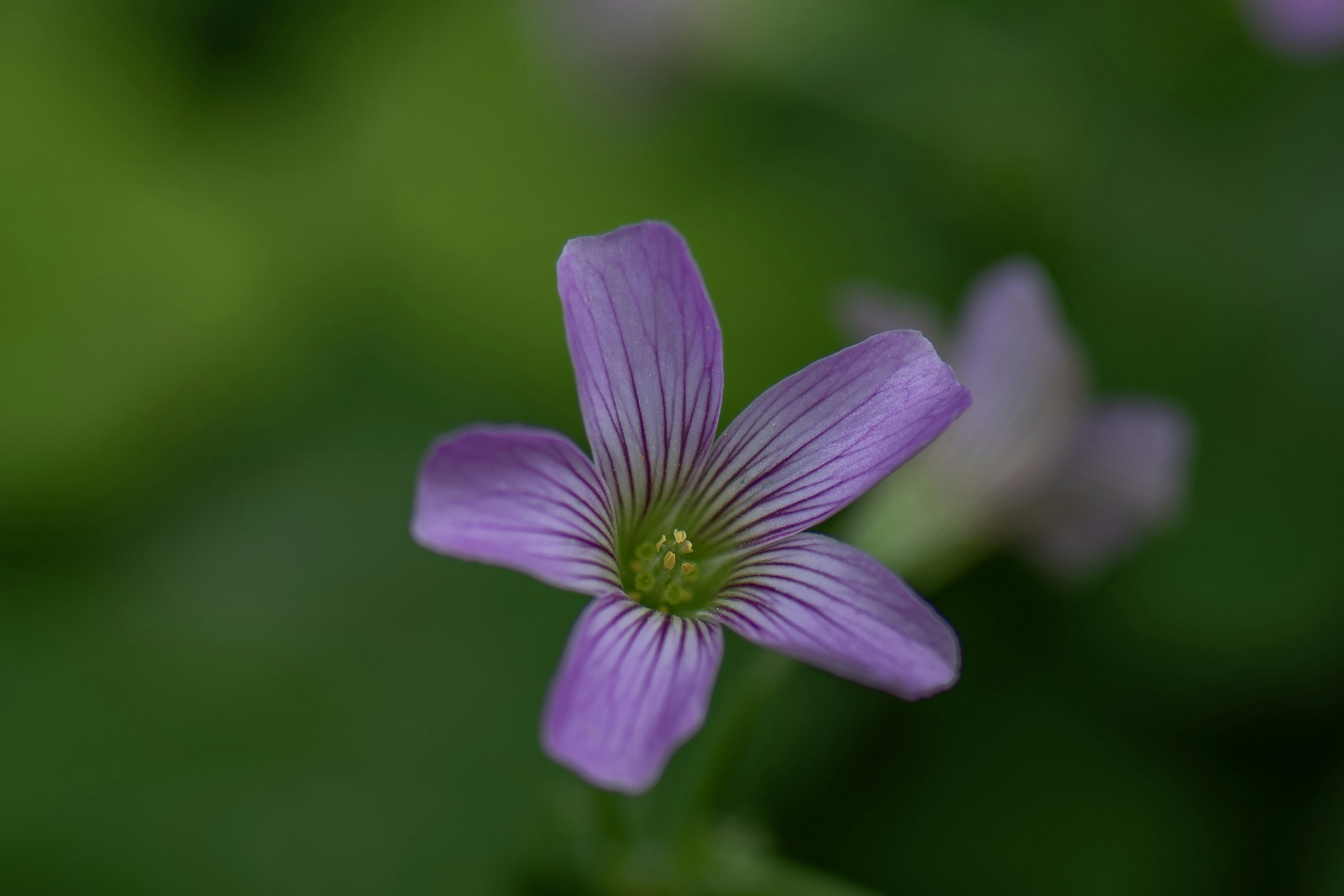 Photo by sergiofernandesindaiatuba