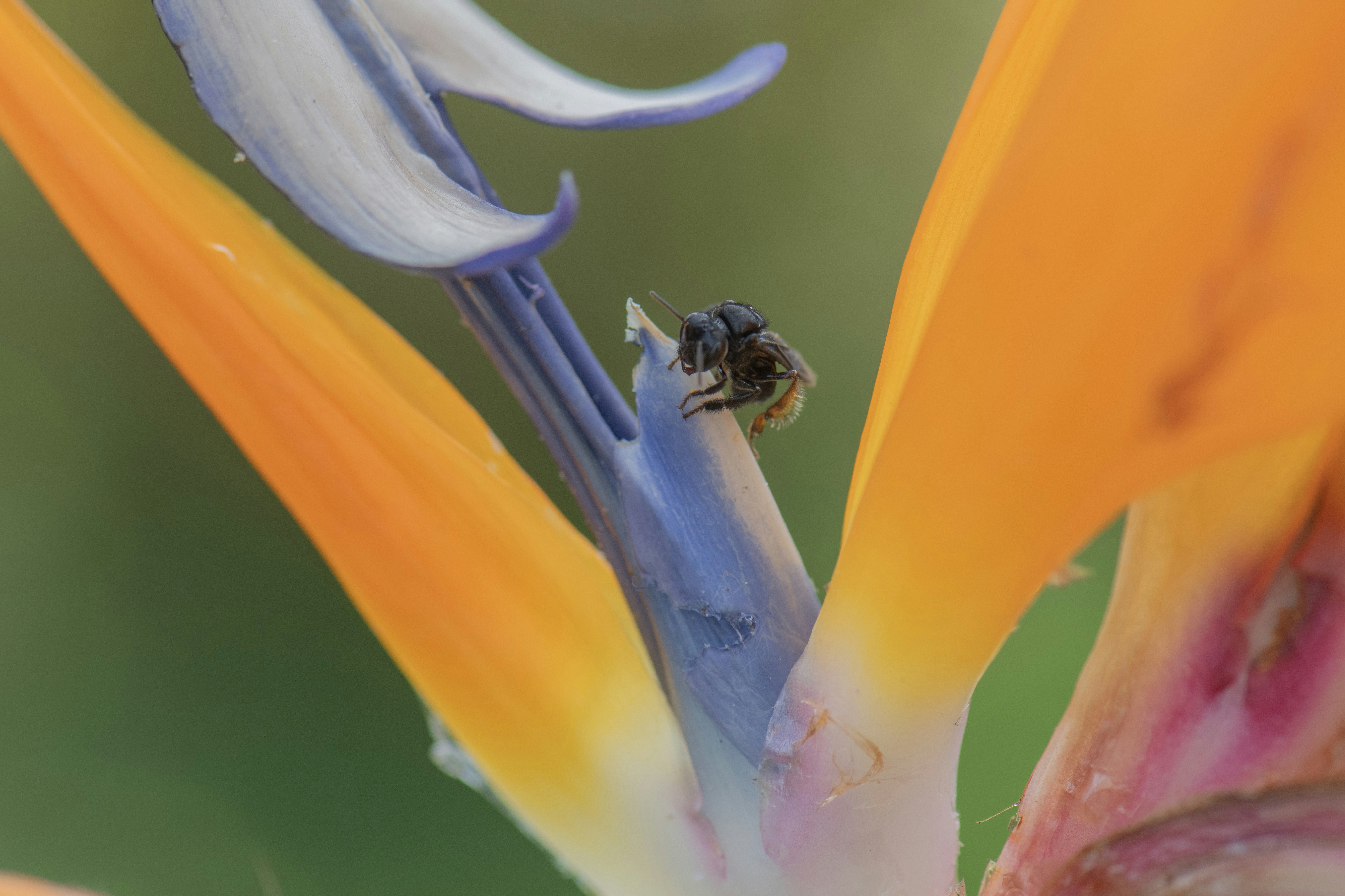 Photo by sergiofernandesindaiatuba