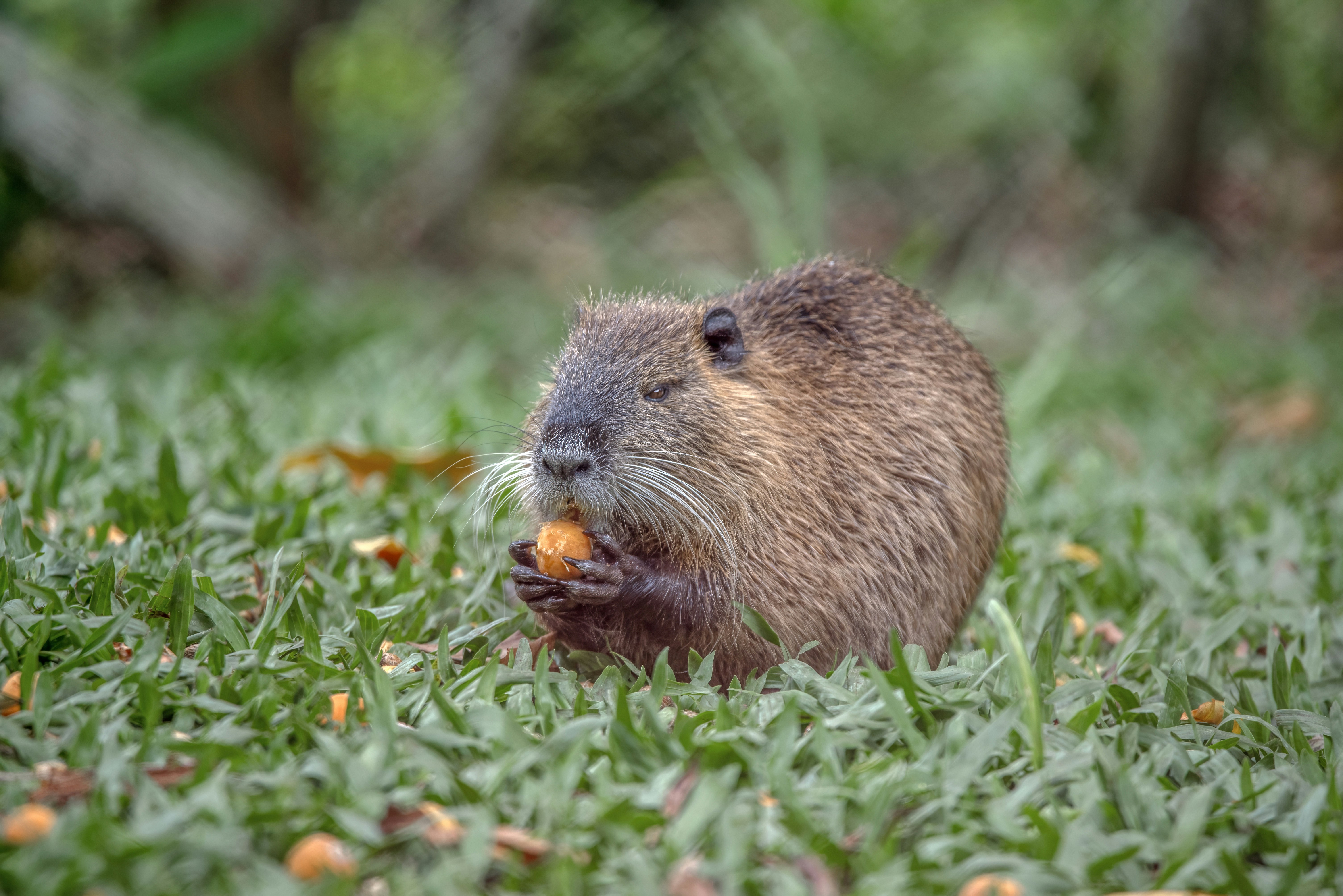 A small rodent eating a nut in the grass.