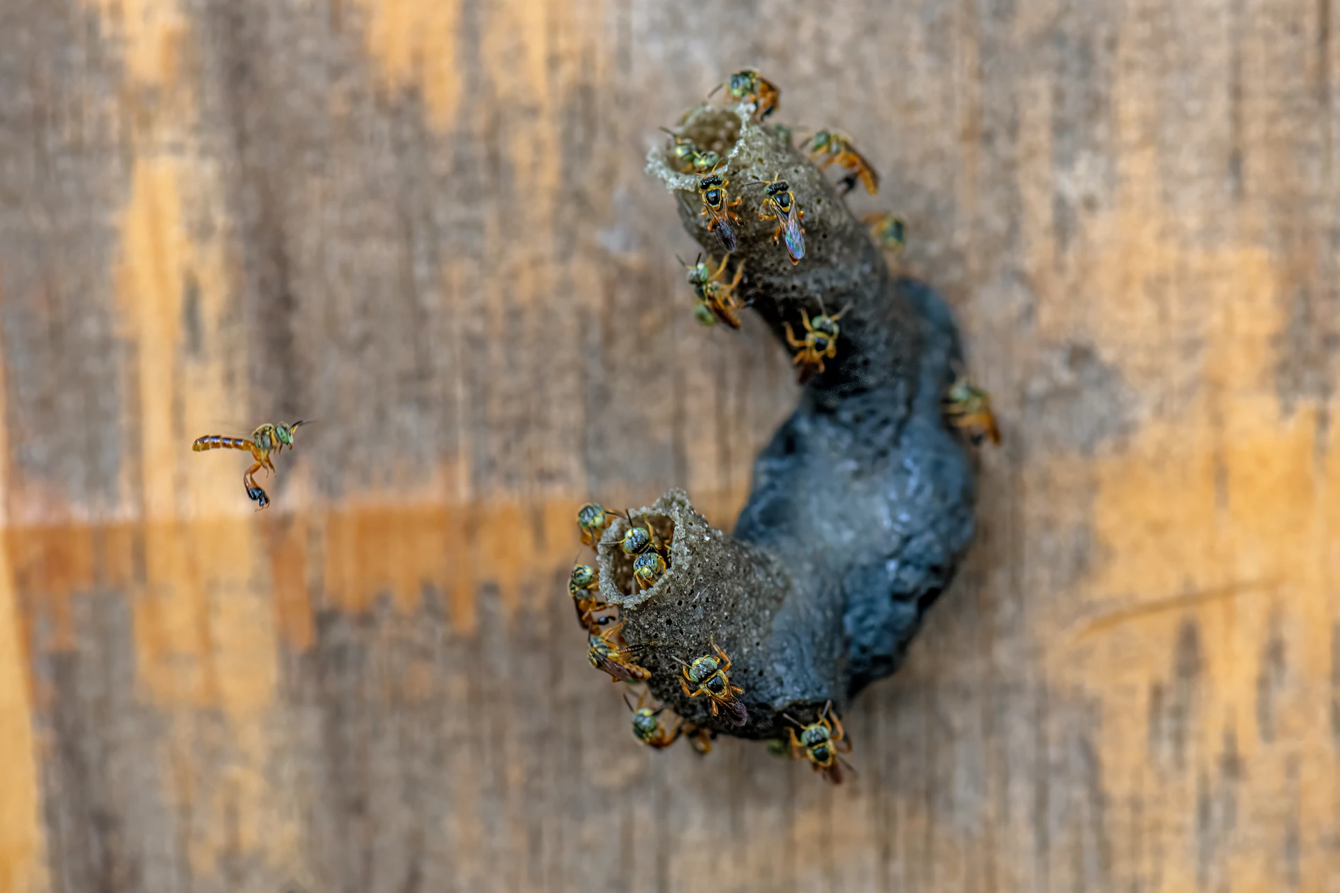 A swarm of small bees building a nest
