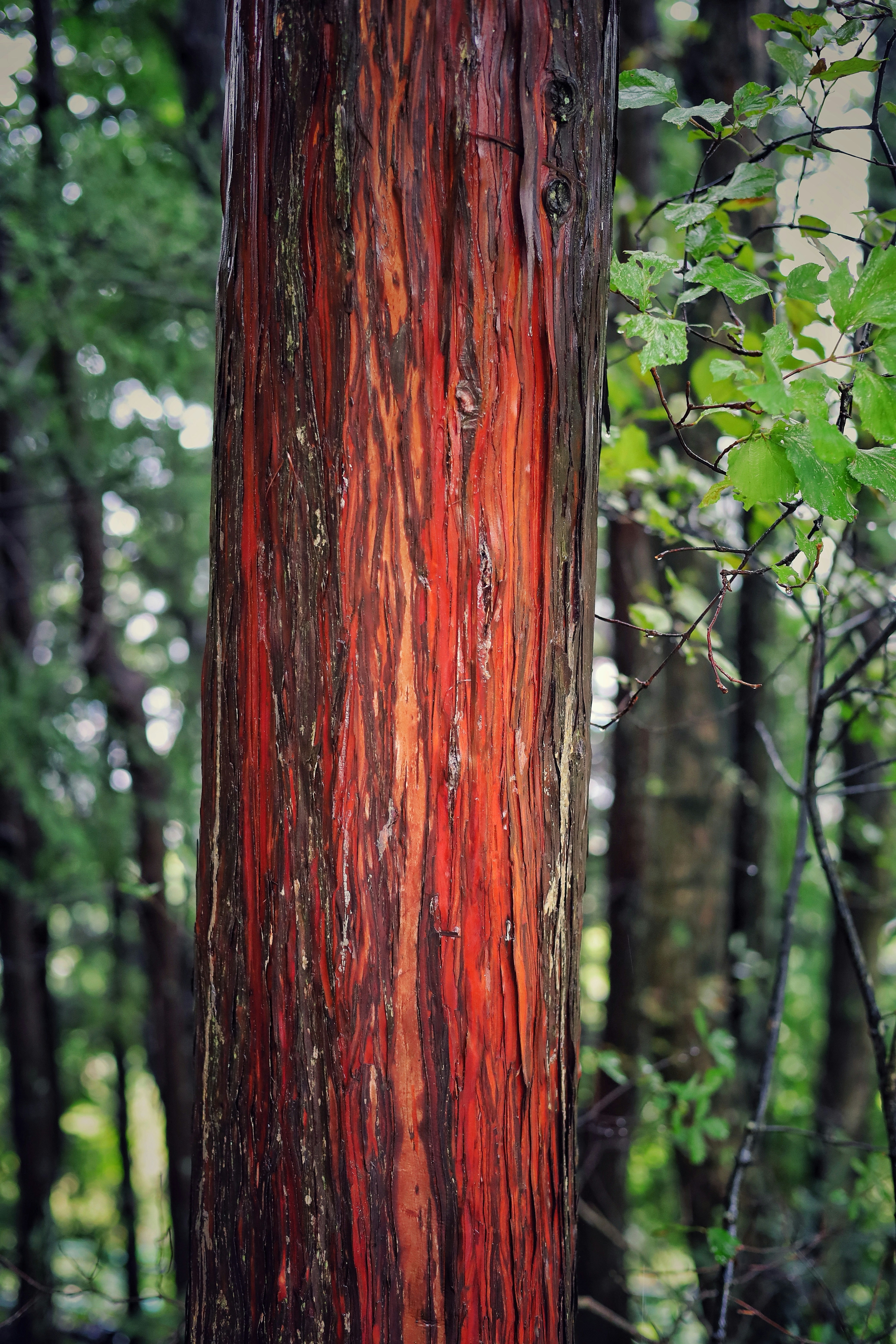 Close-up of a tree trunk with colorful bark