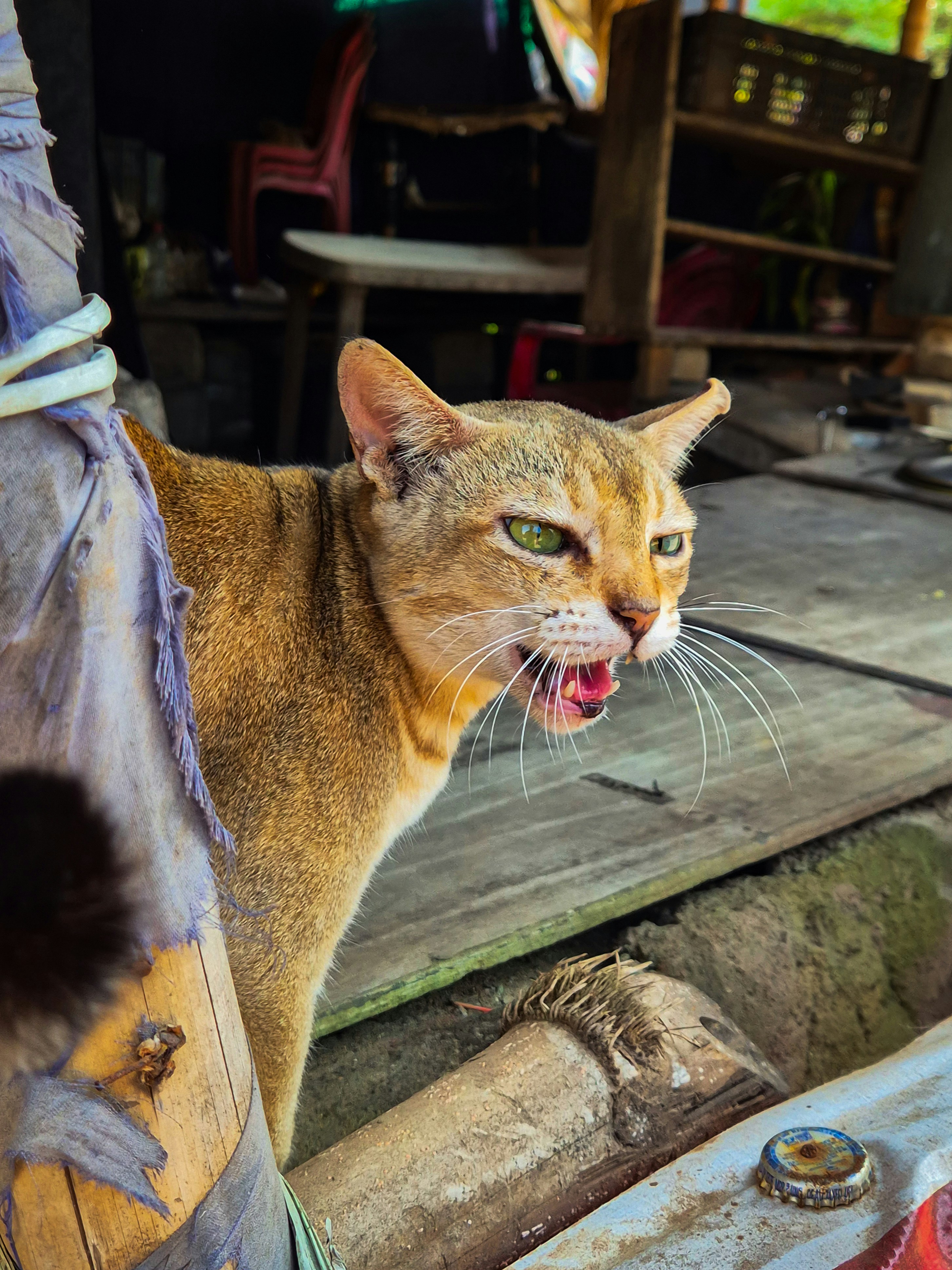 A brown cat with green eyes opens its mouth.