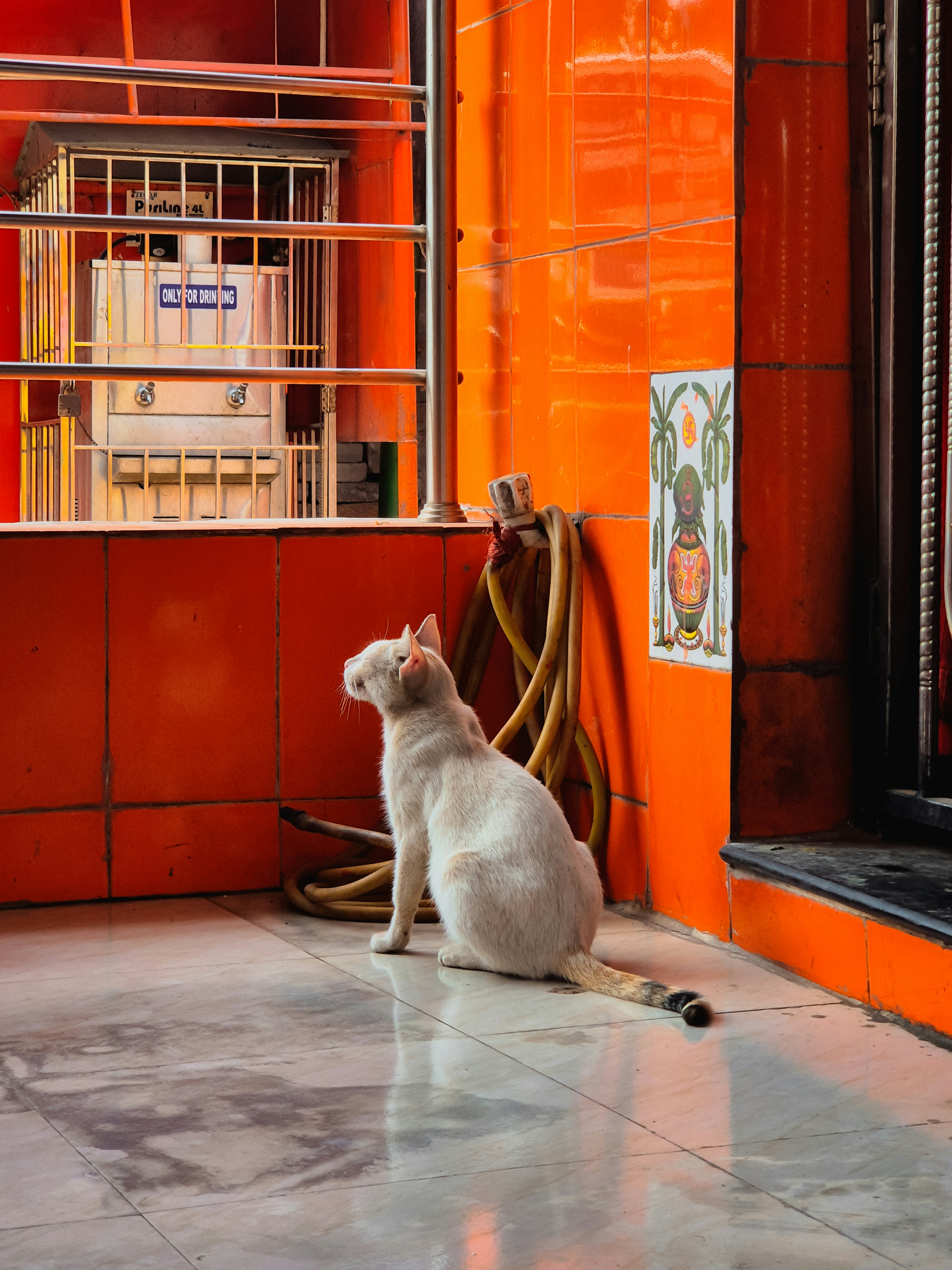 A white cat sits on a tiled floor.