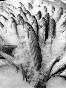 Fresh fish displayed on ice at a market.