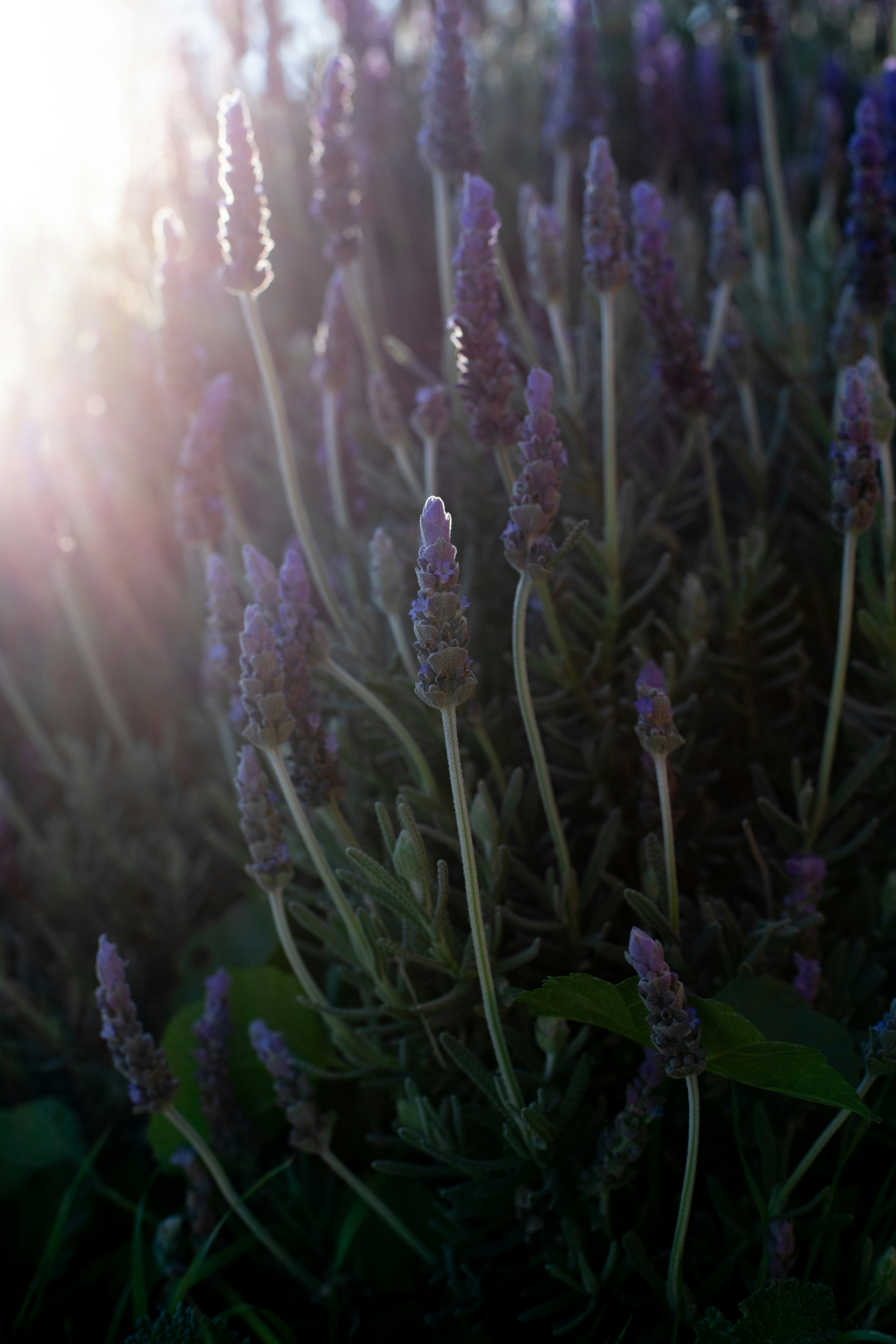 Sunlight streams through a lavender bush