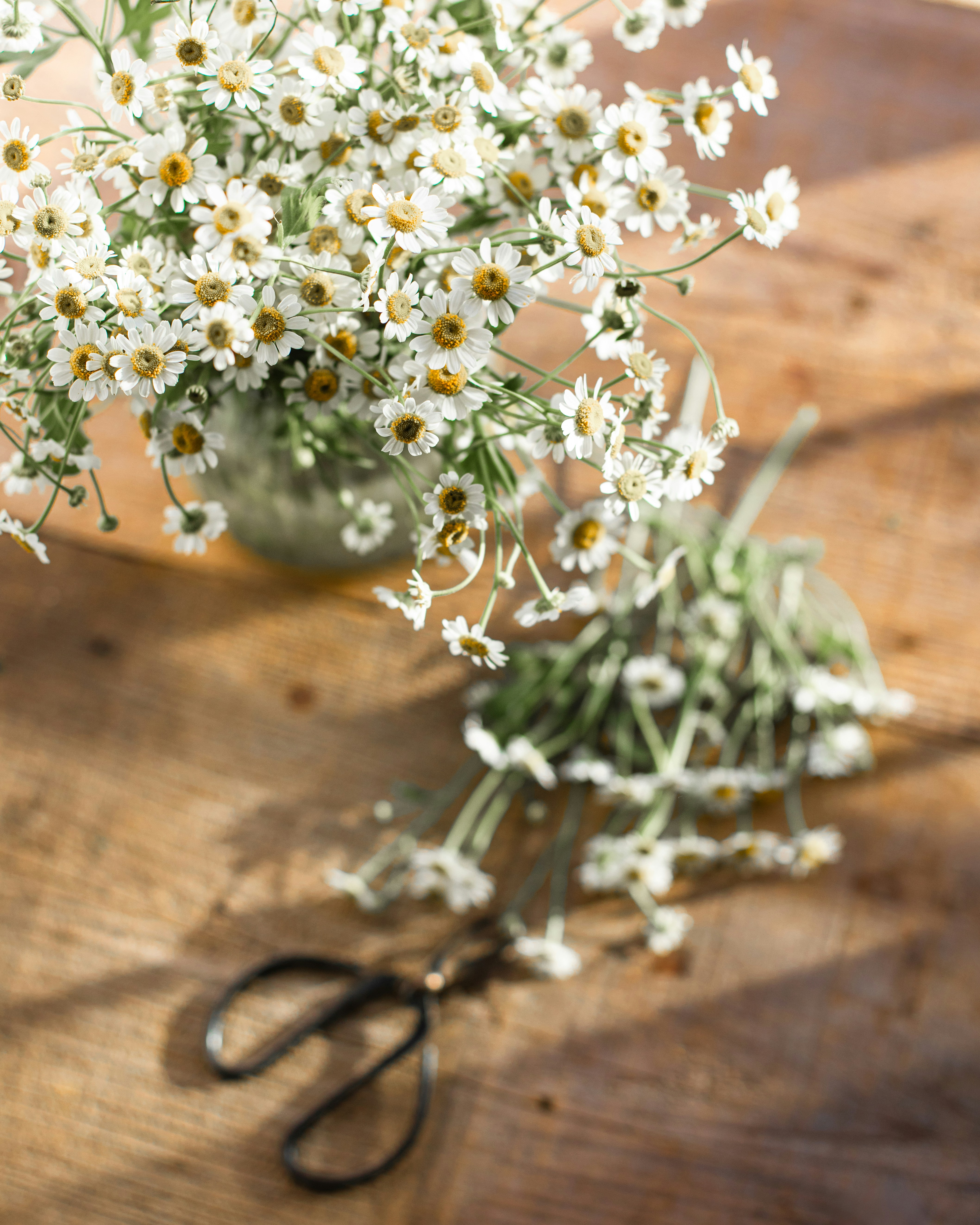Small white daisies in a vase with scissors.