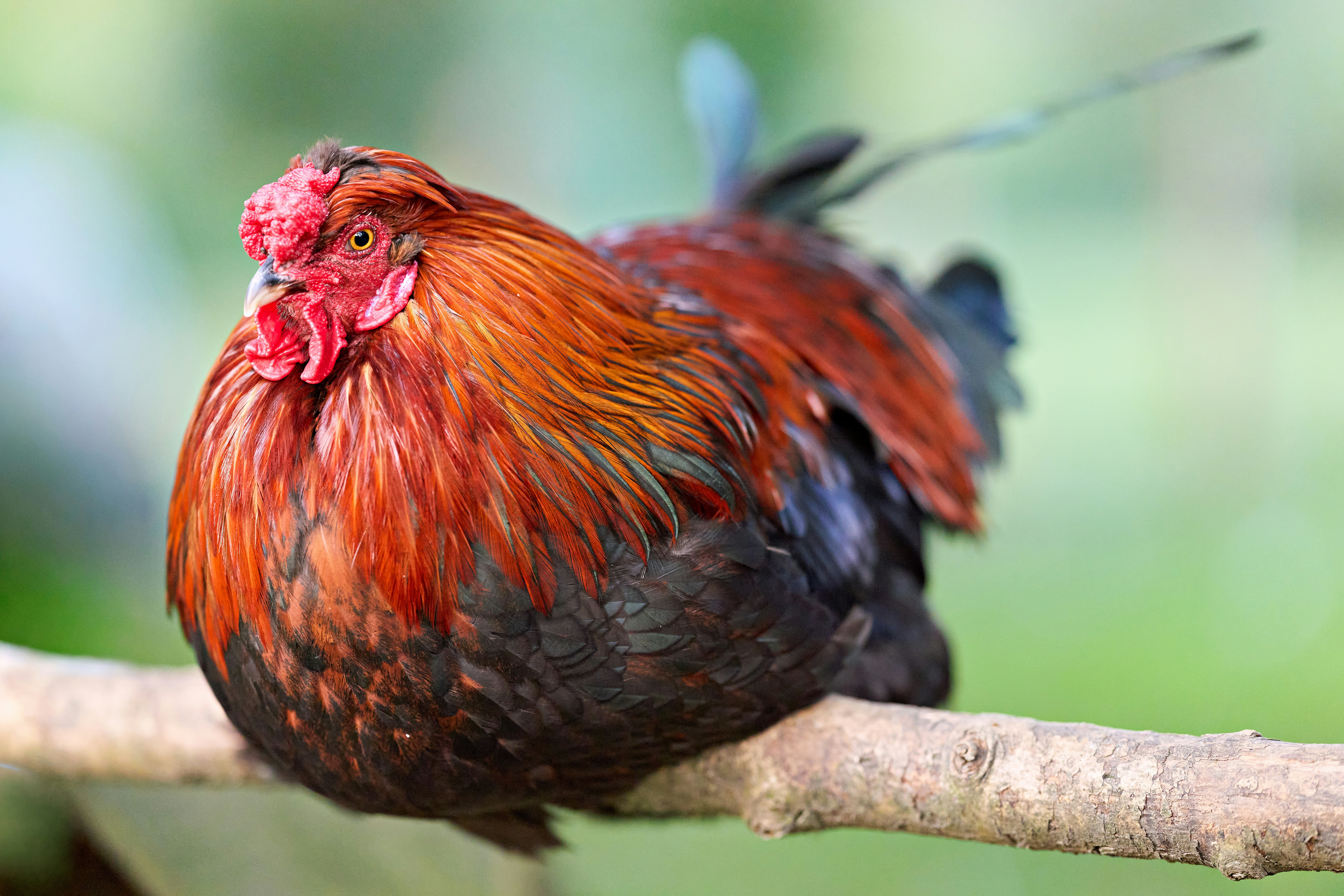 Photo by erwinbosman