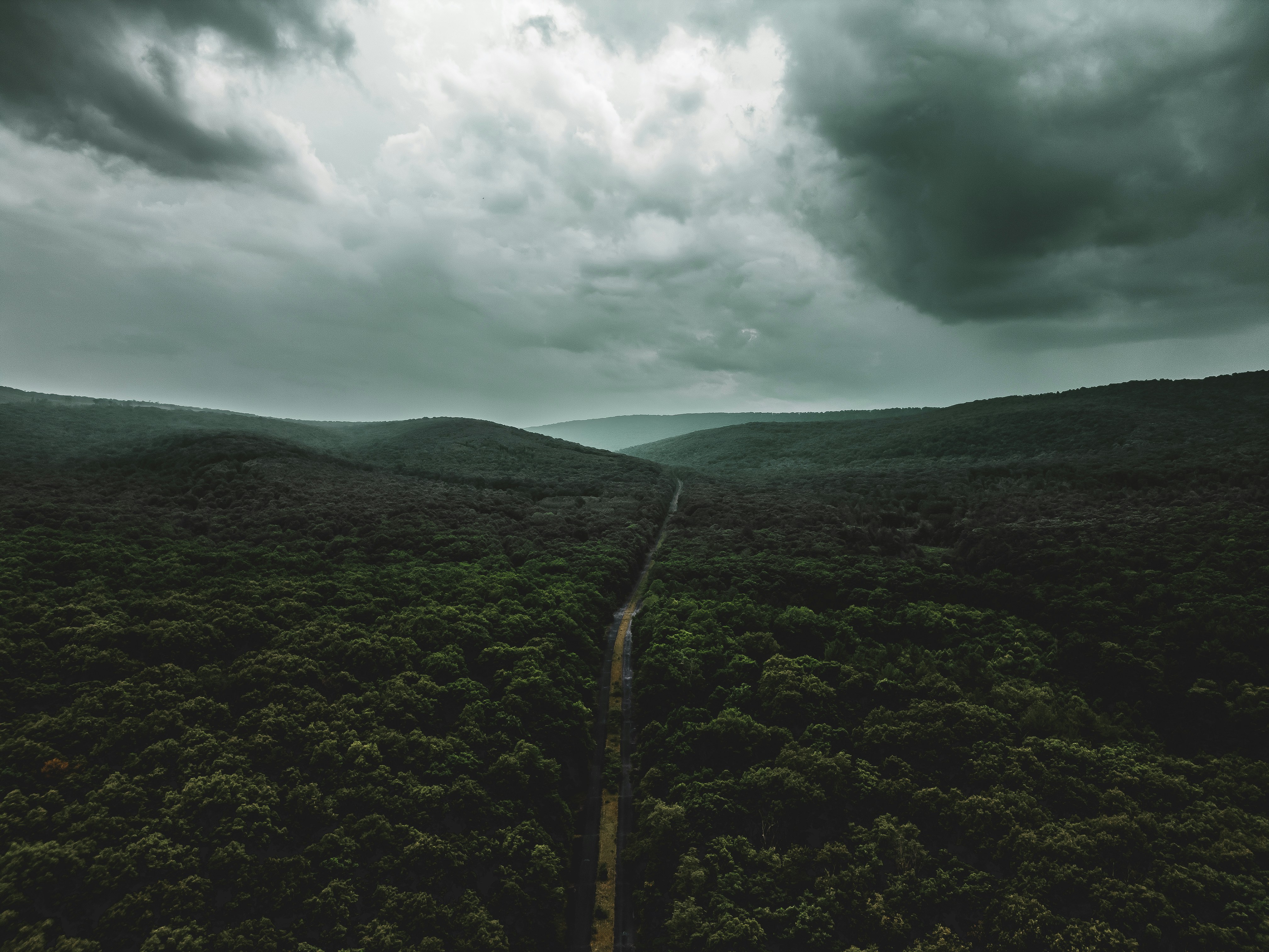 A lonely road cuts through a dense, dark forest.