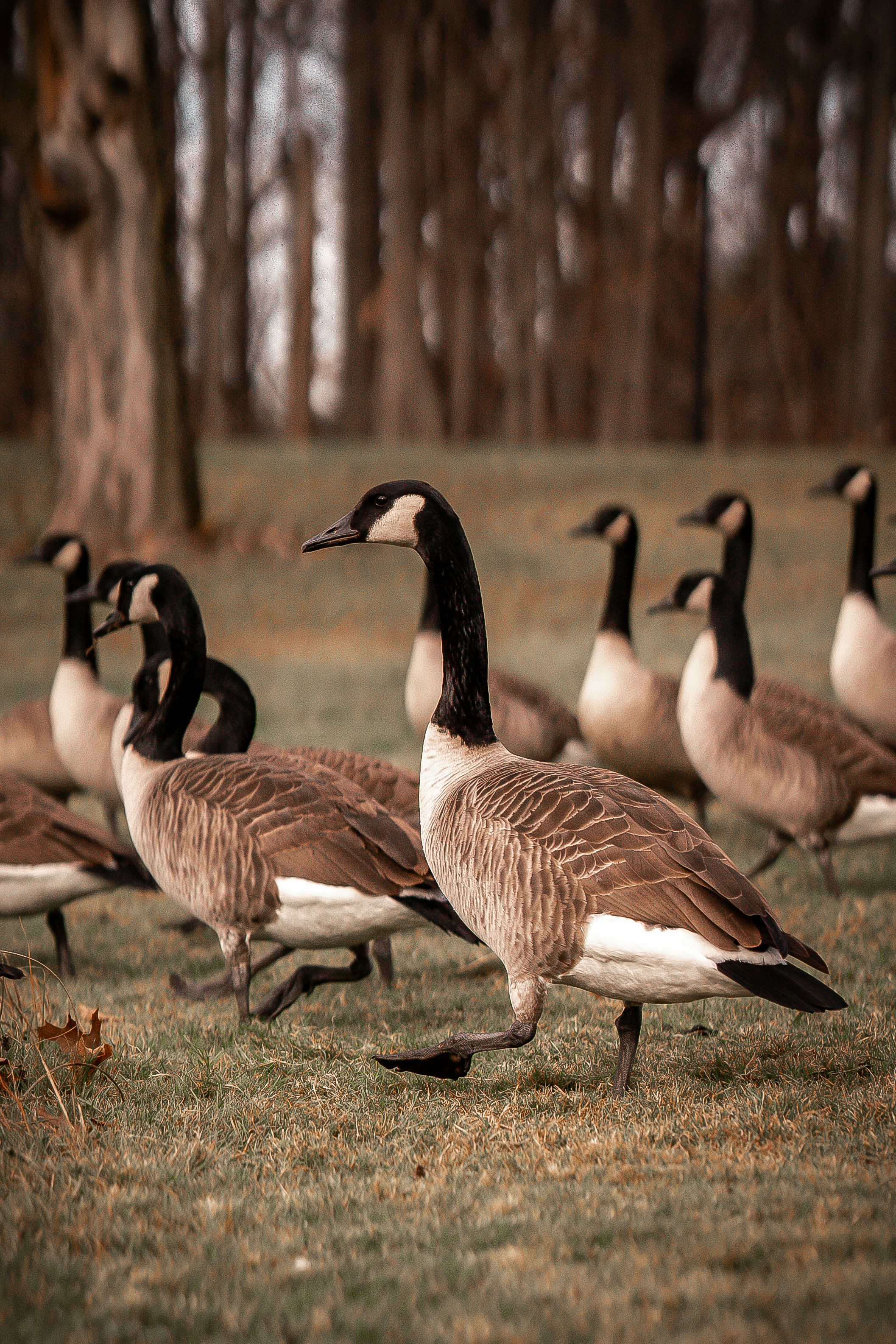 A group of canada geese walking on grass