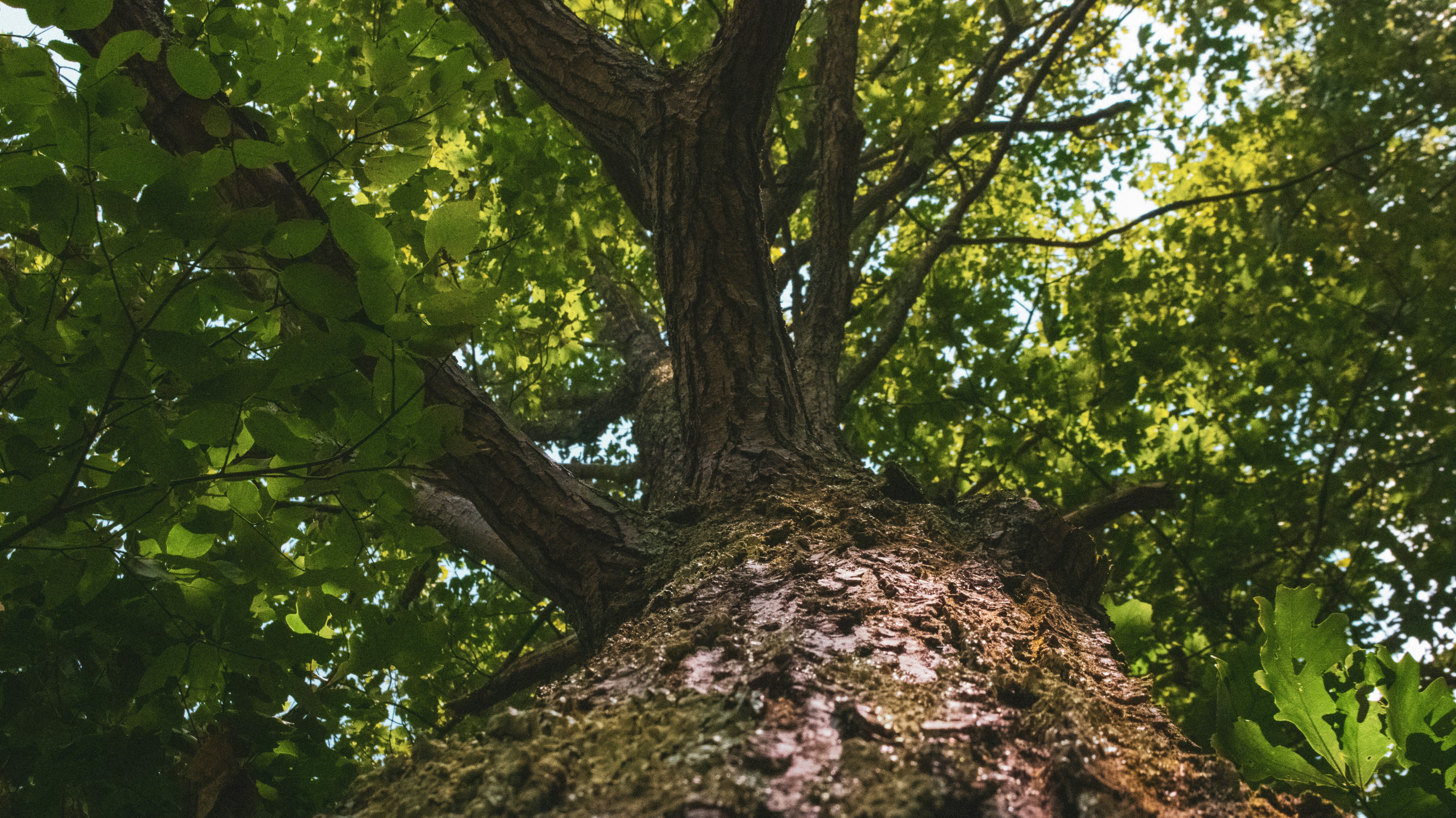 Looking up at a large, leafy tree trunk