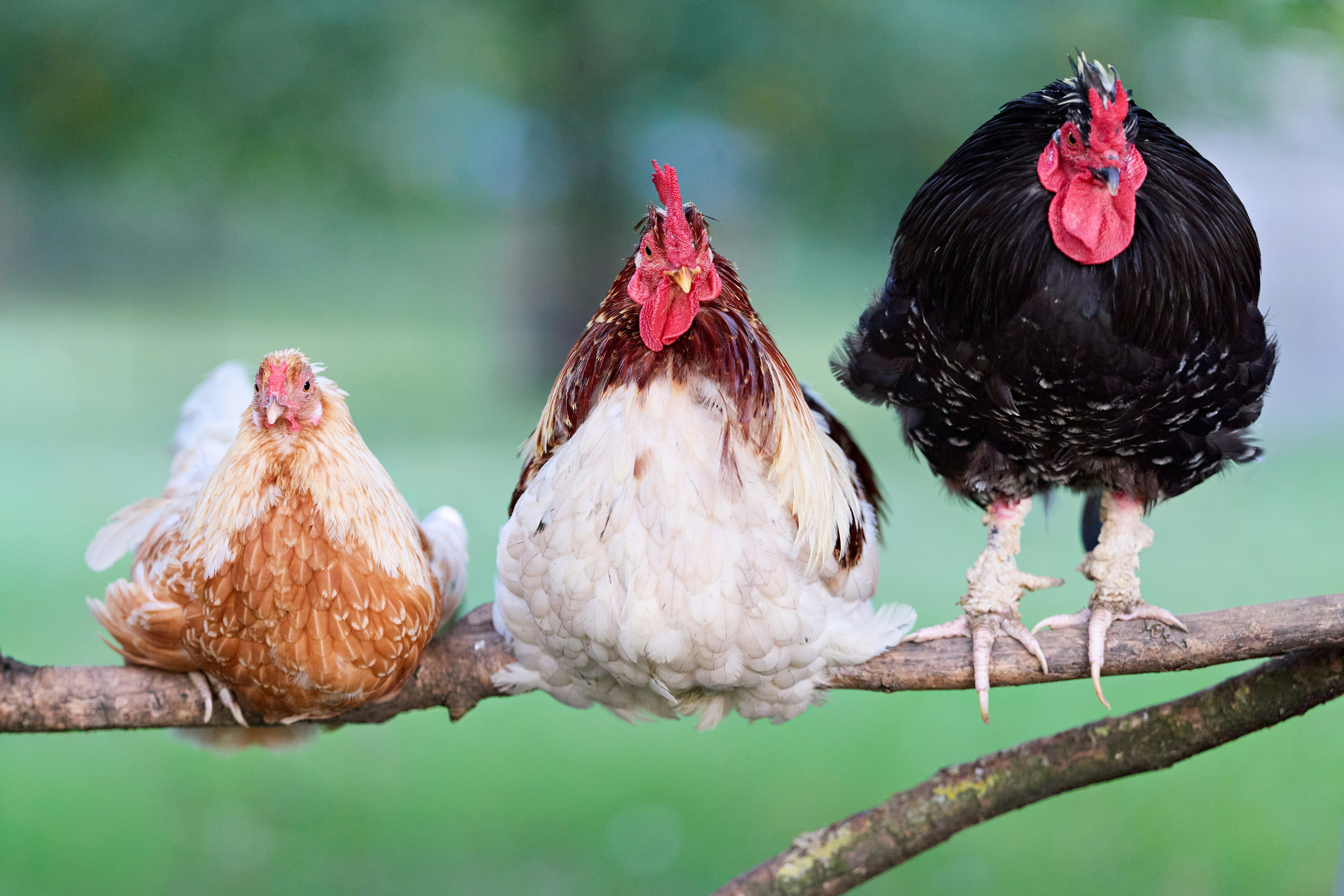 Three chickens sitting on a branch outdoors