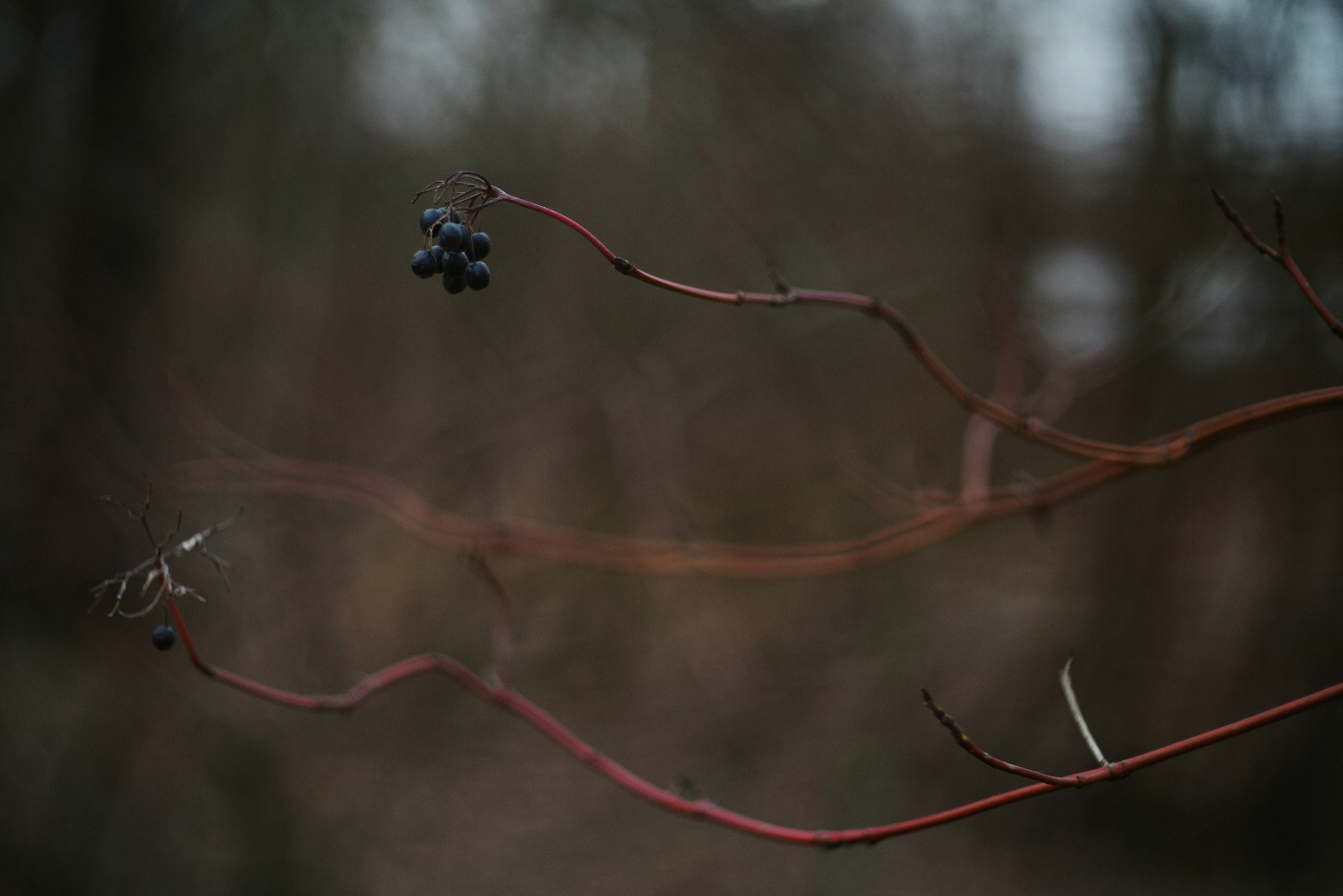 Dark berries on a bare winter branch