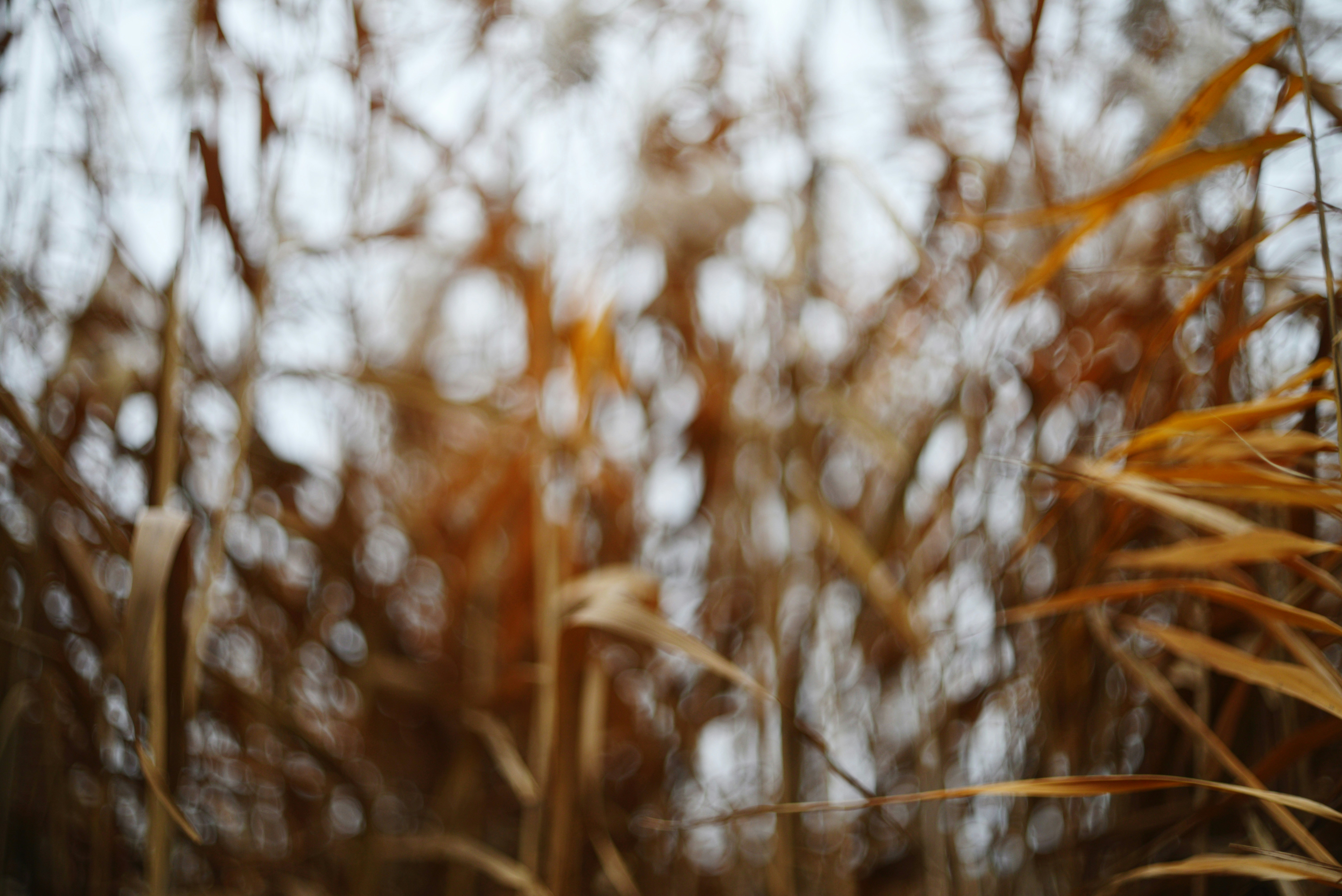 Photo by cherstve_pechivo