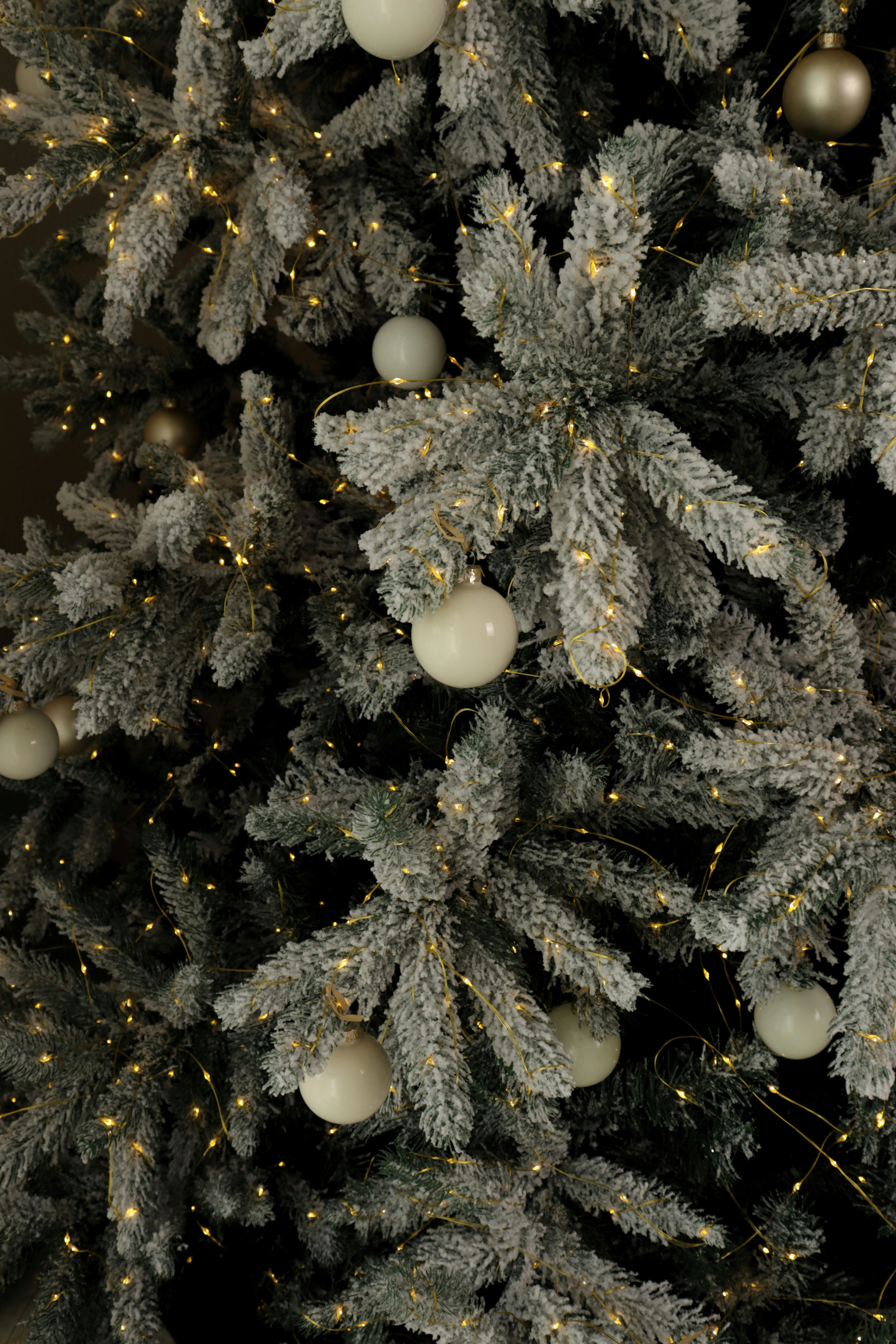 Photo by bored_mongoose