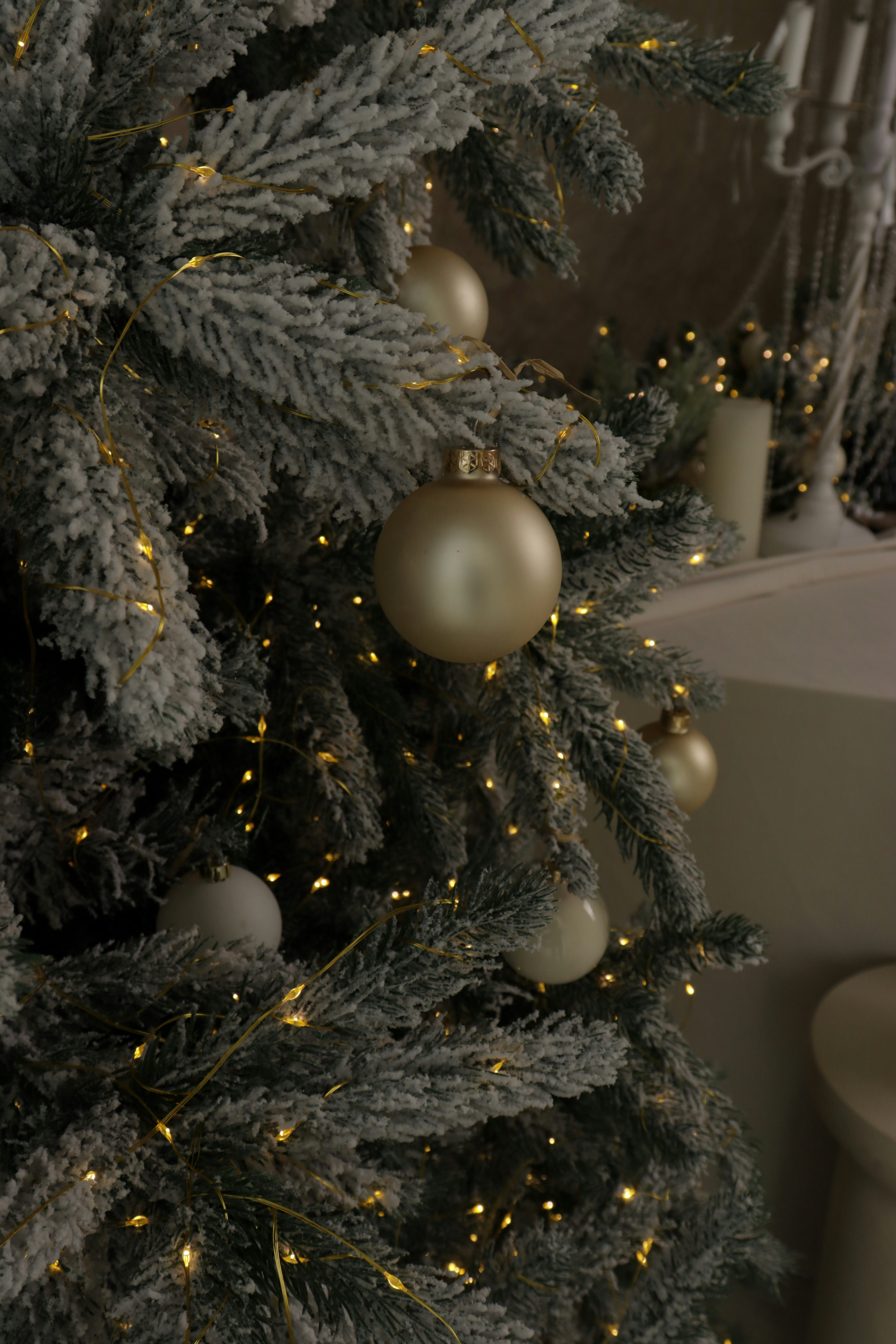 Photo by bored_mongoose