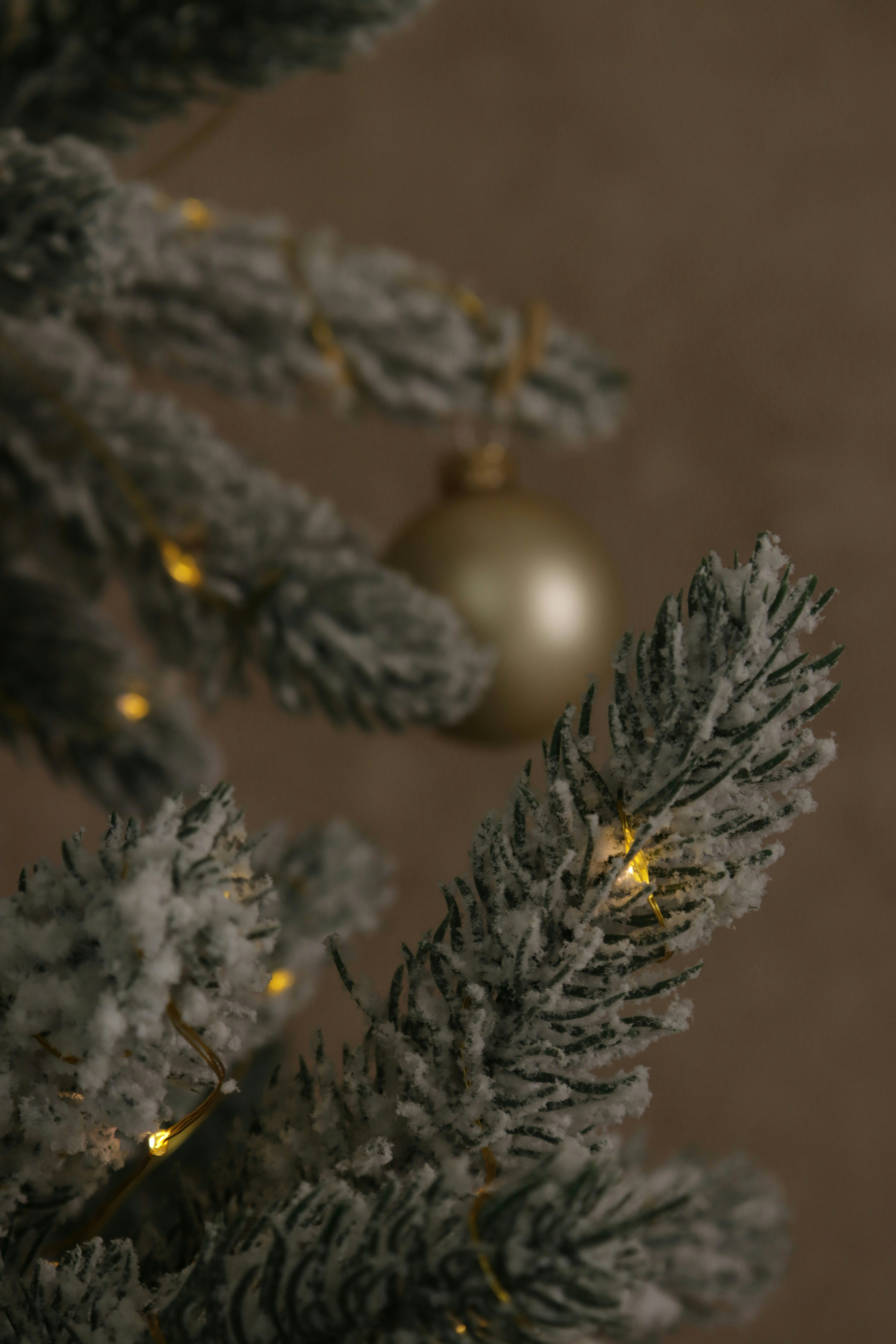 Close-up of a frosted christmas tree branch with lights.