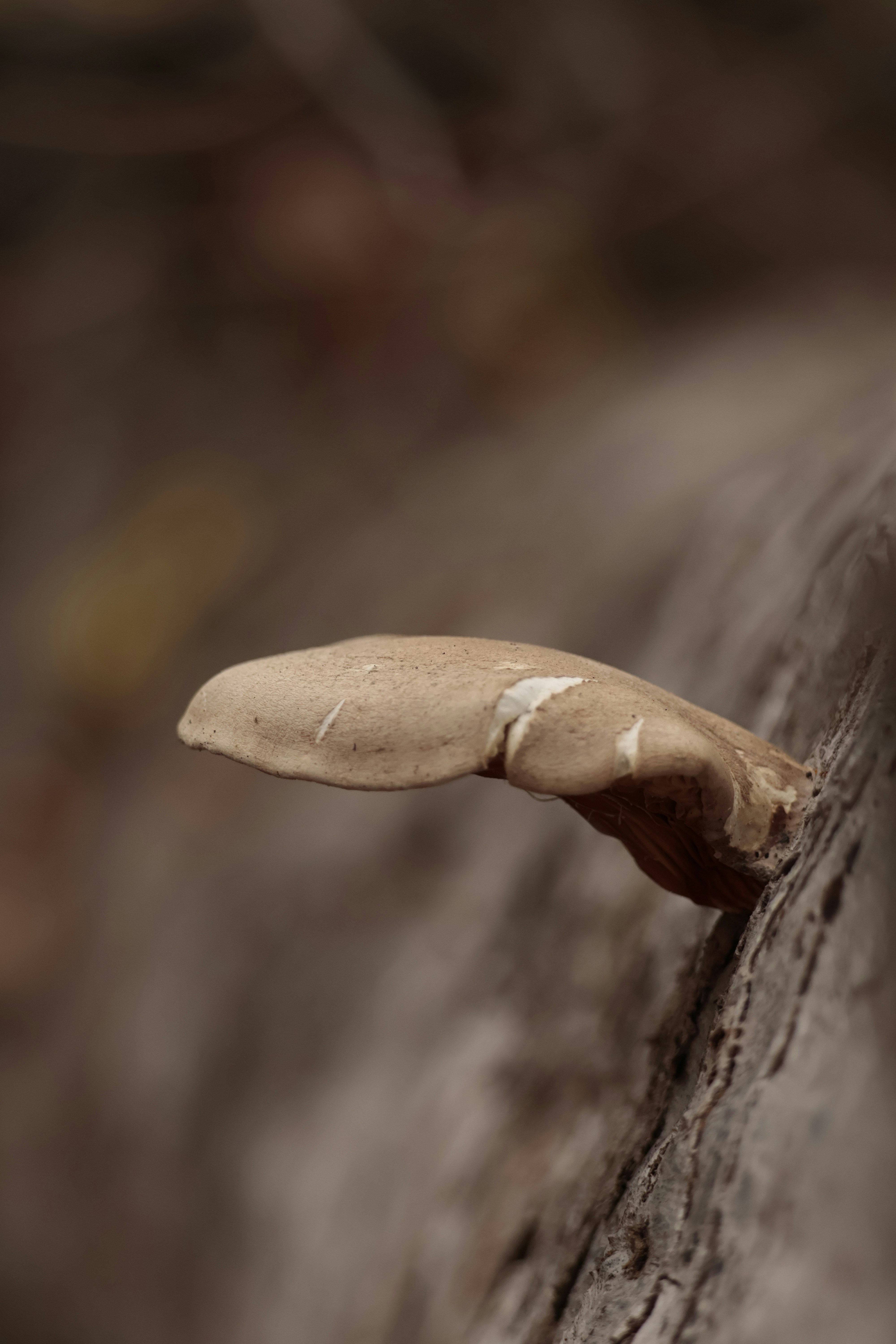 Photo by burakemrecr