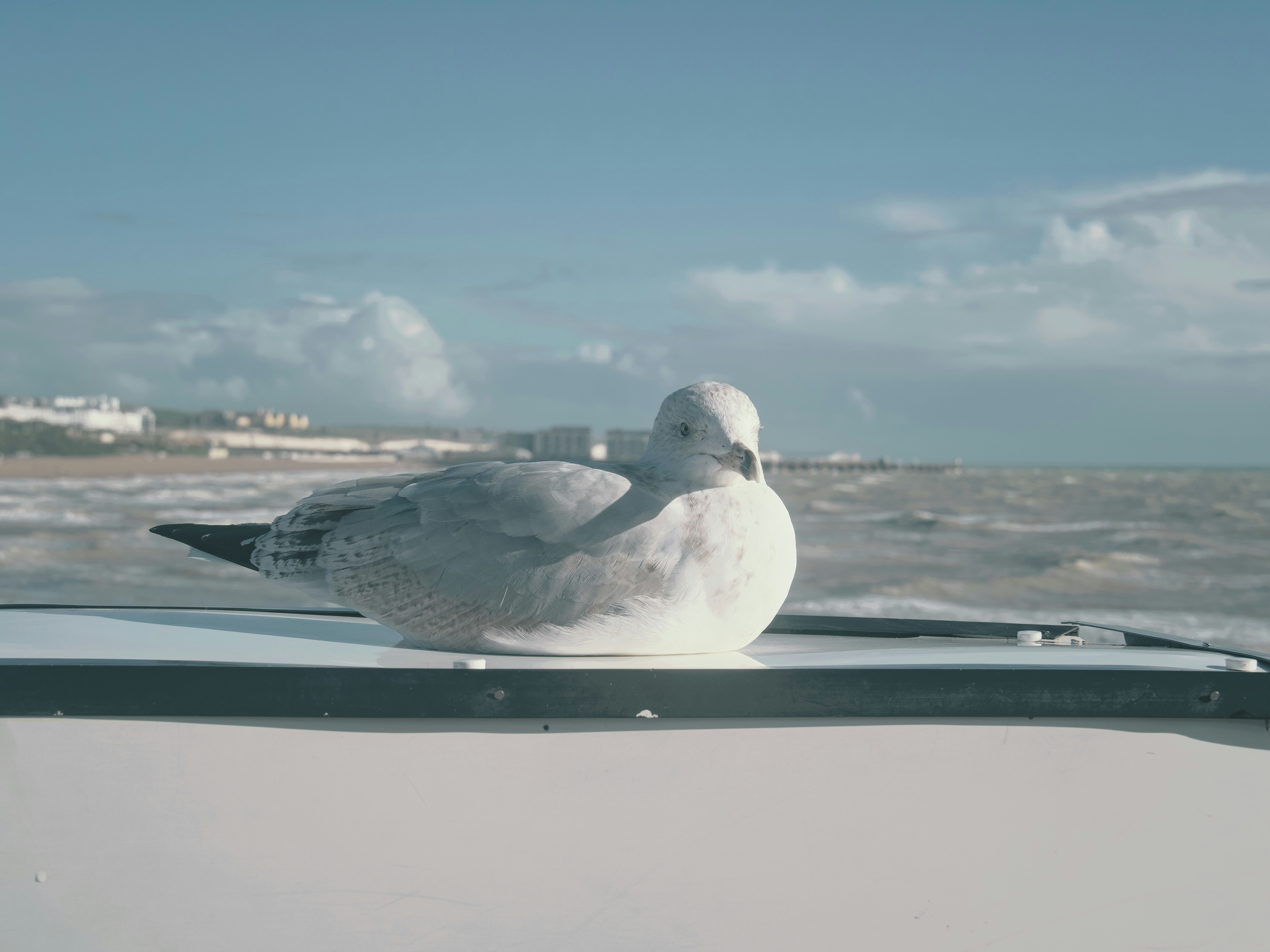 Une mouette reposant sur une surface au bord de la mer.