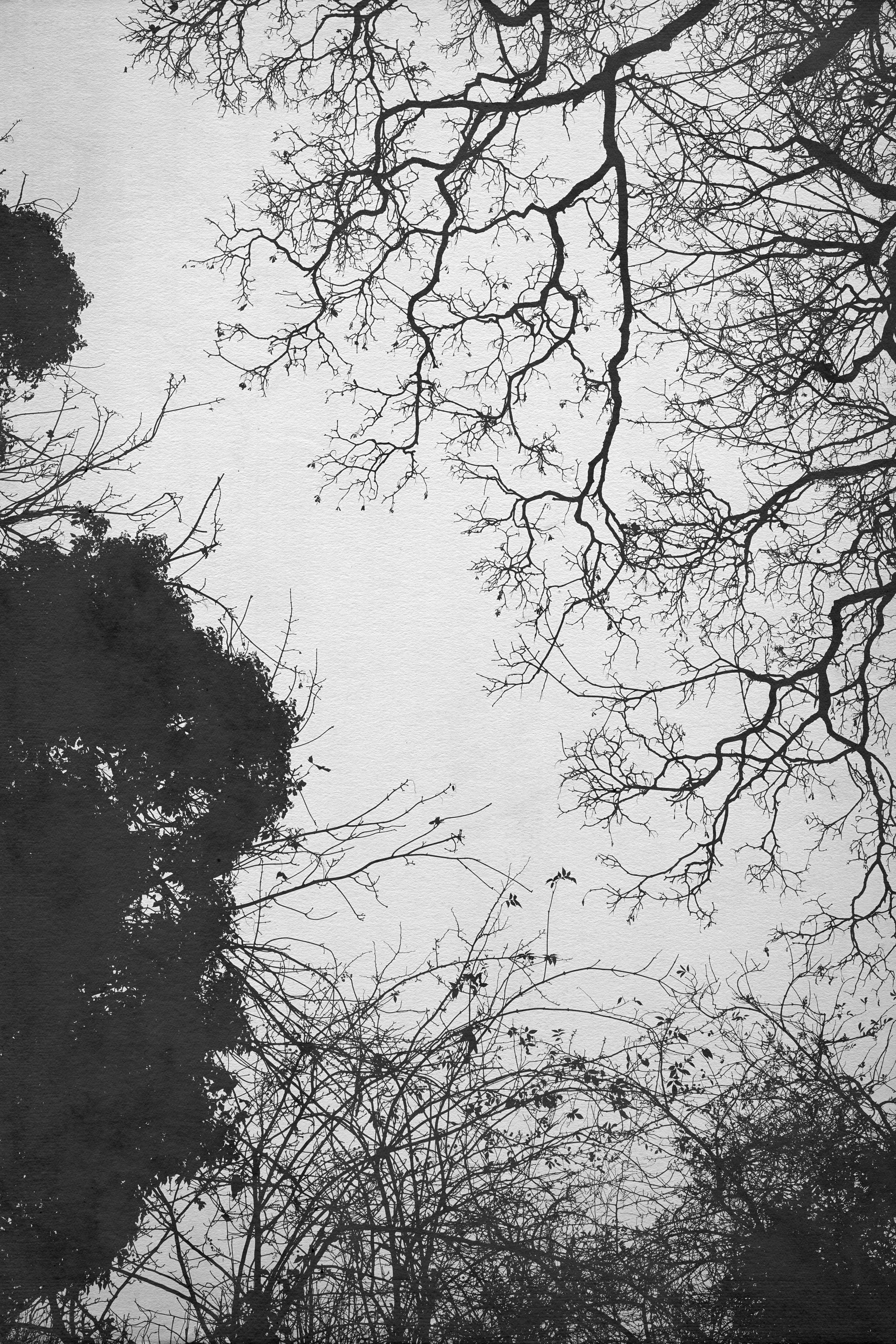 Bare tree branches against a cloudy sky.