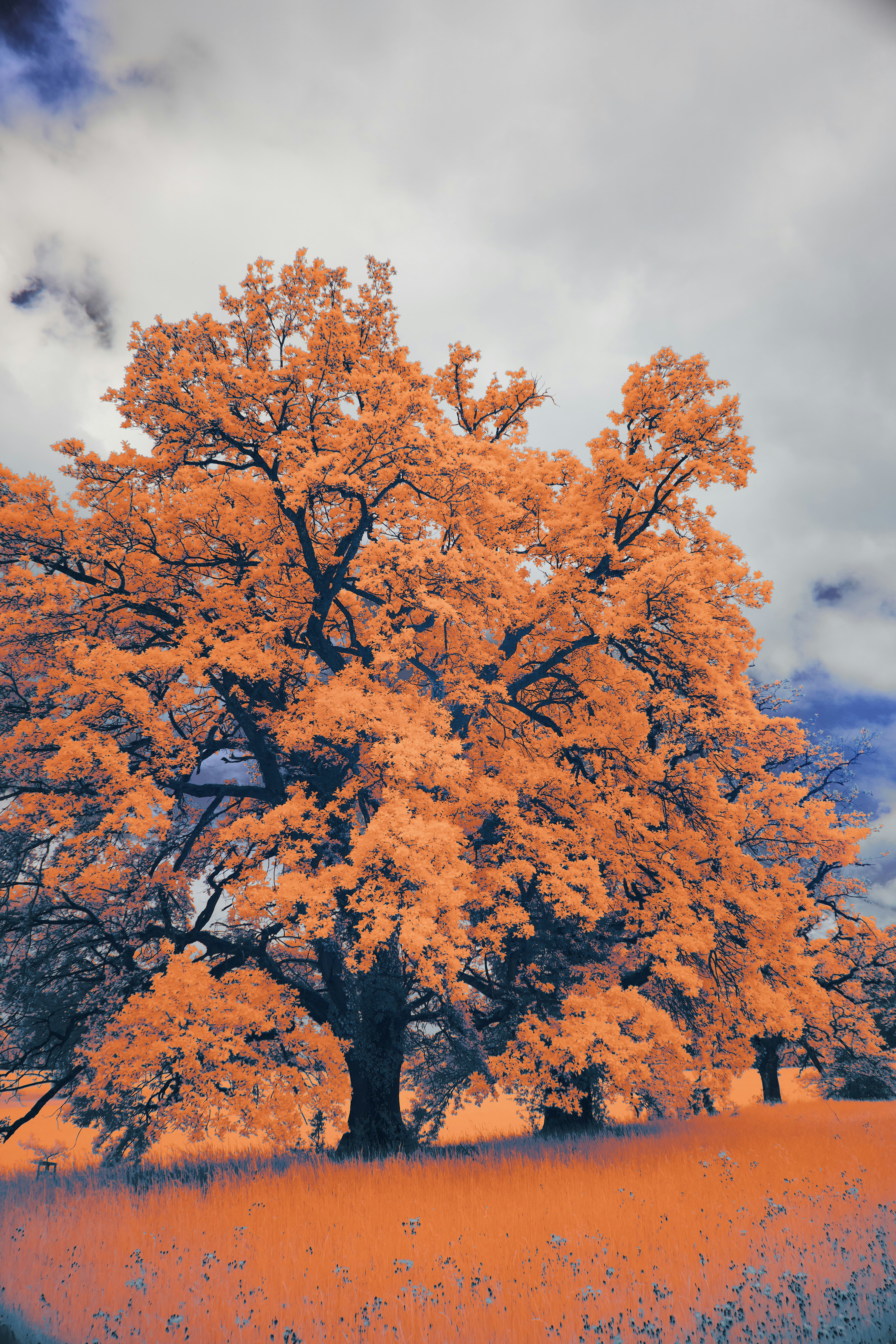 Photo by wolfgang_hasselmann