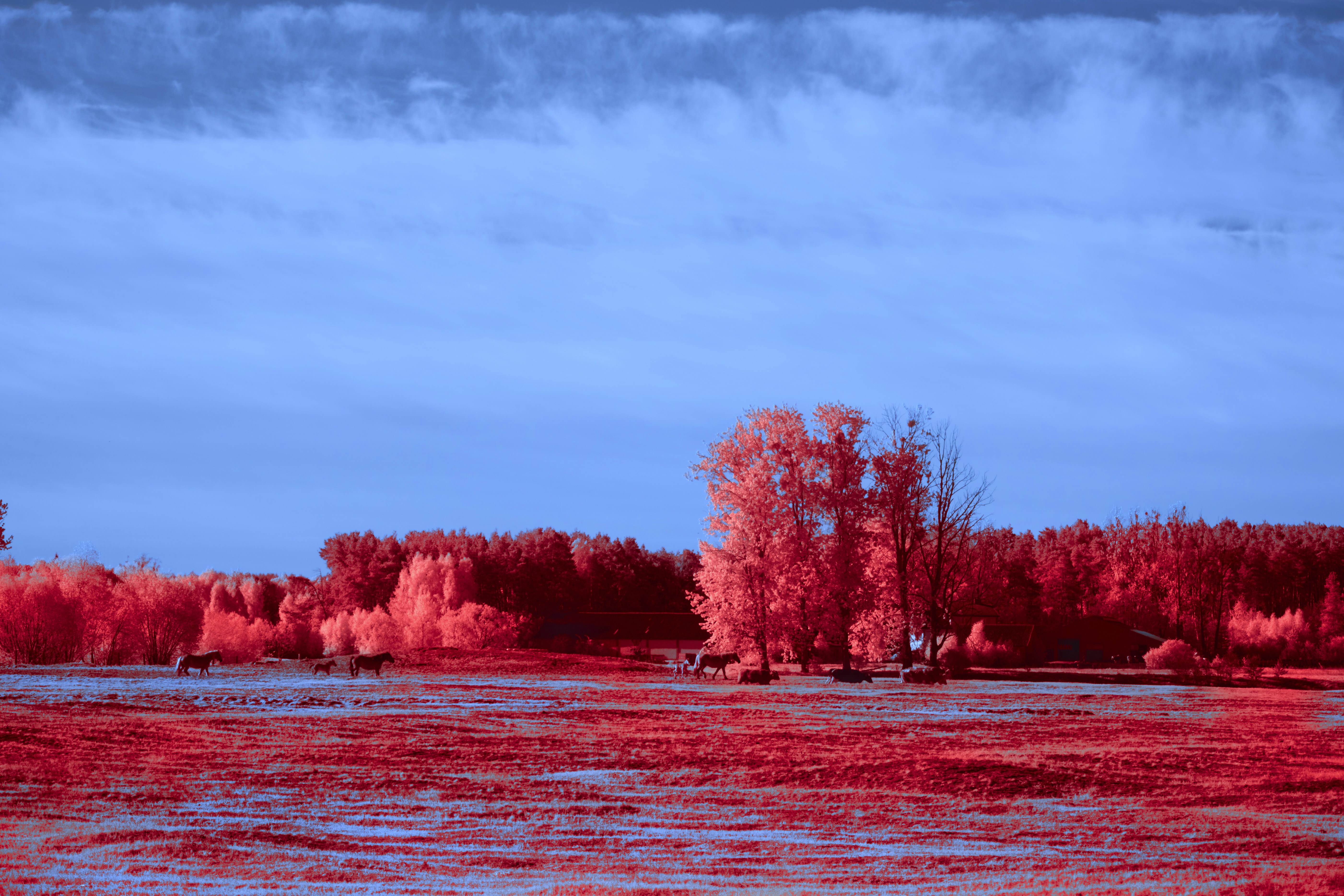 Photo by wolfgang_hasselmann