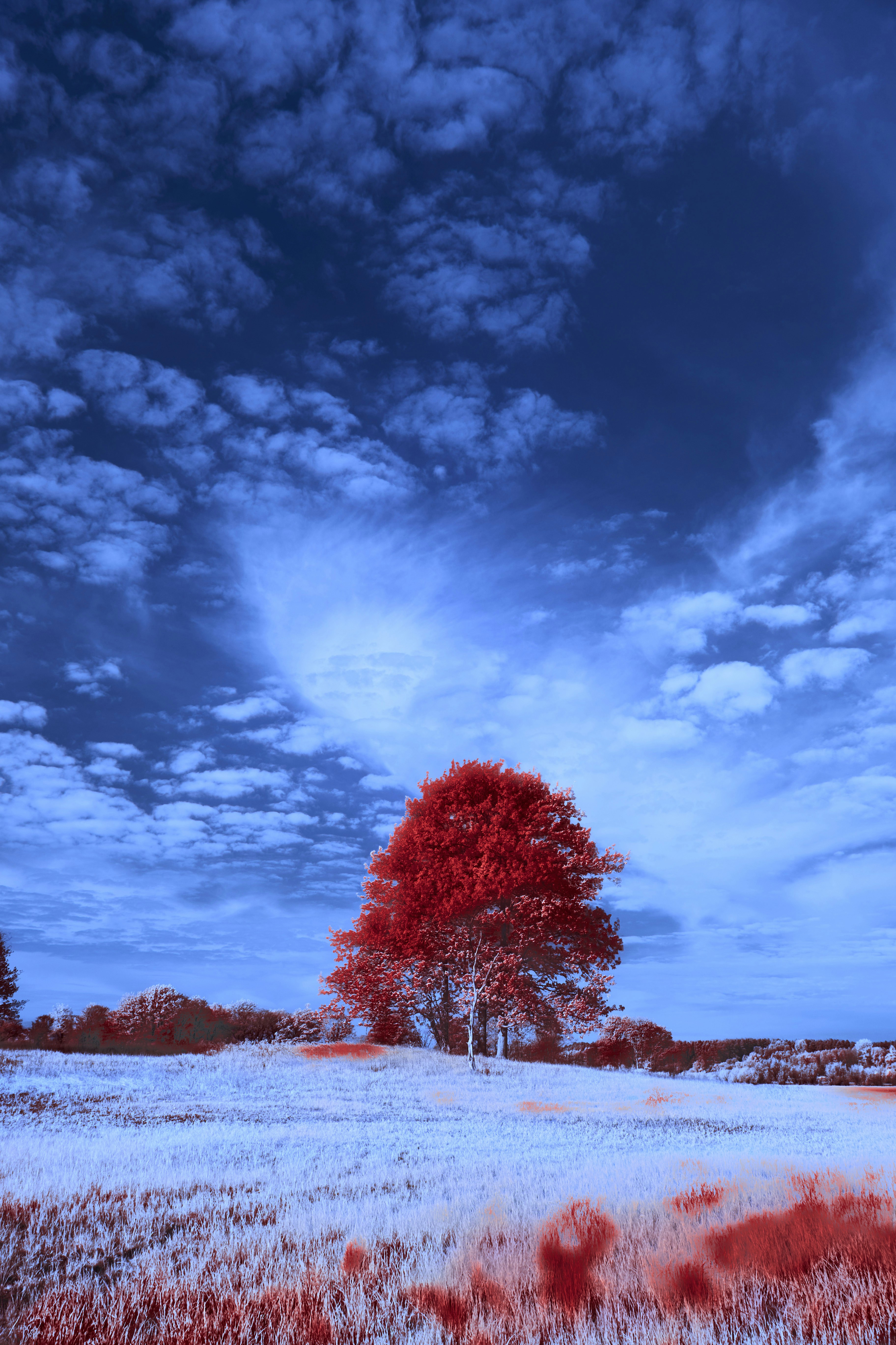 Photo by wolfgang_hasselmann