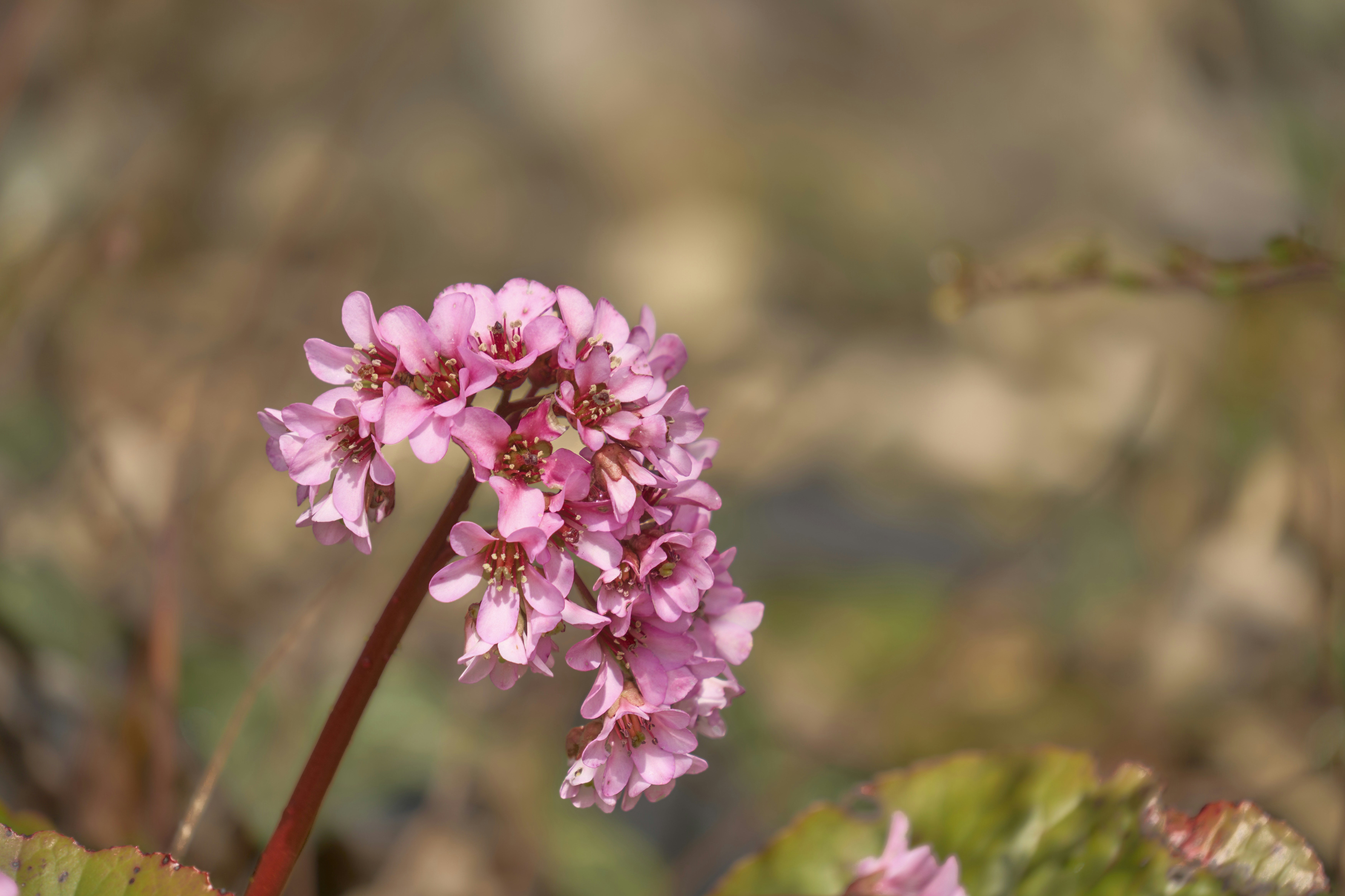 Photo by wolfgang_hasselmann