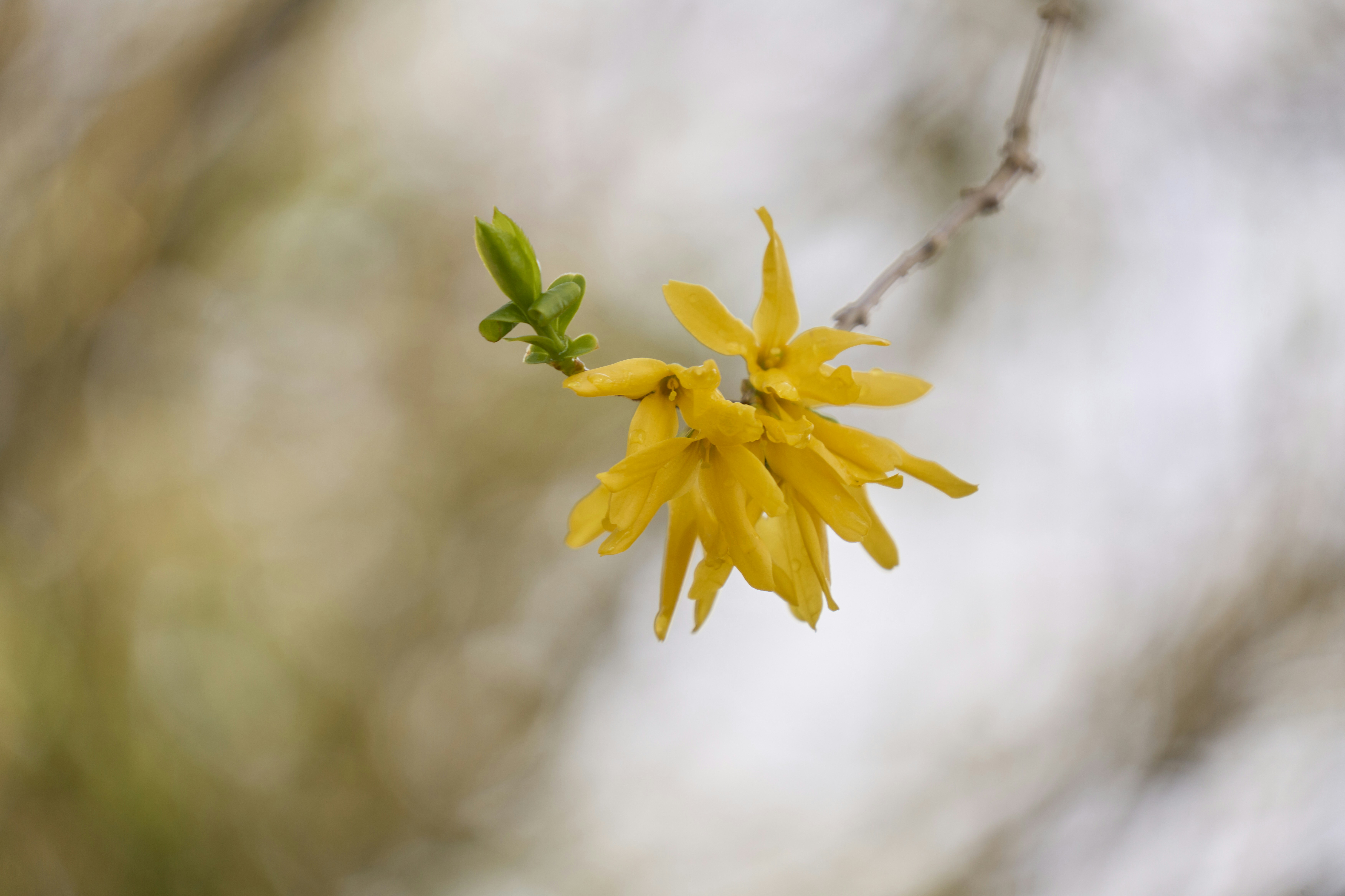 Photo by wolfgang_hasselmann