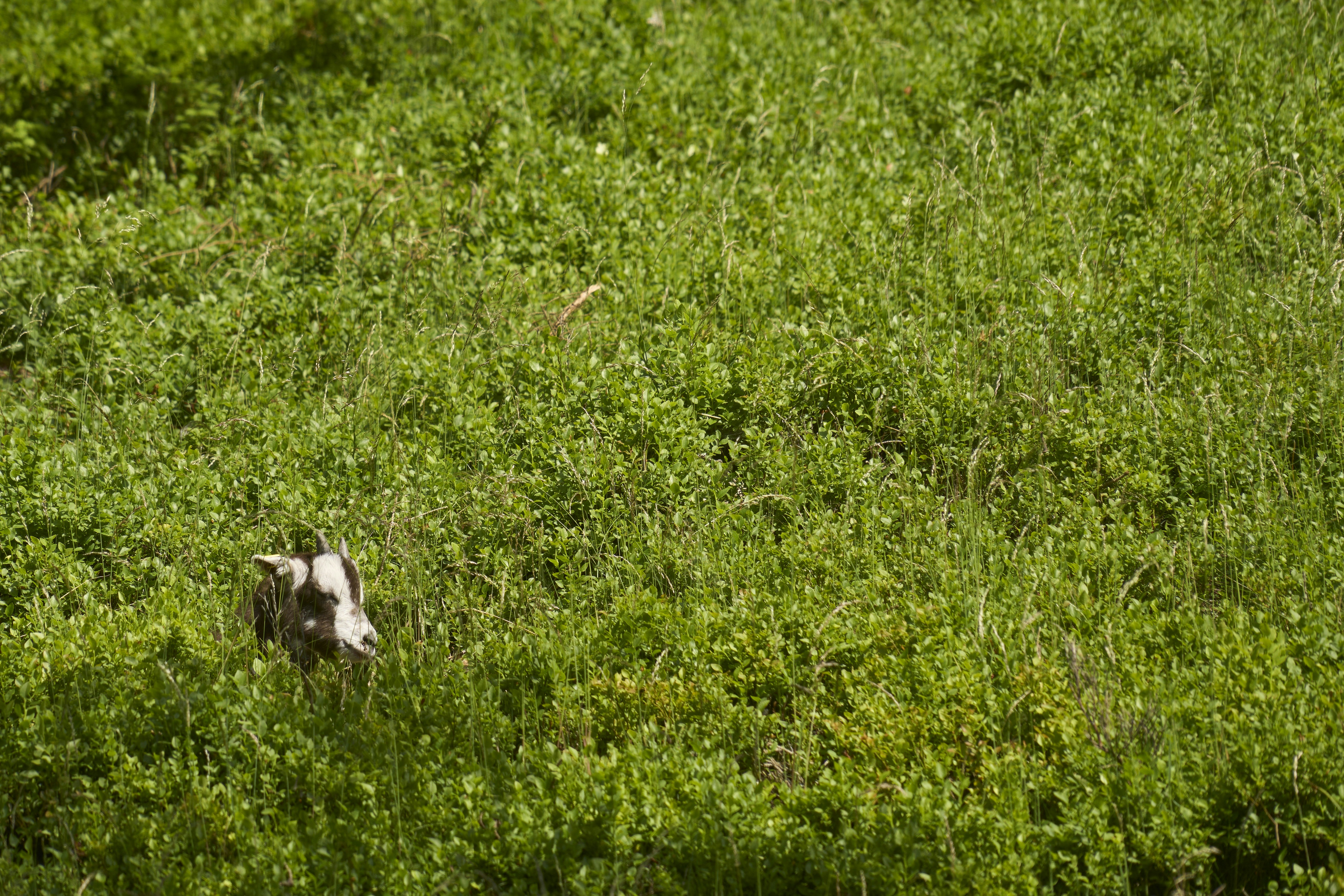 Photo by wolfgang_hasselmann