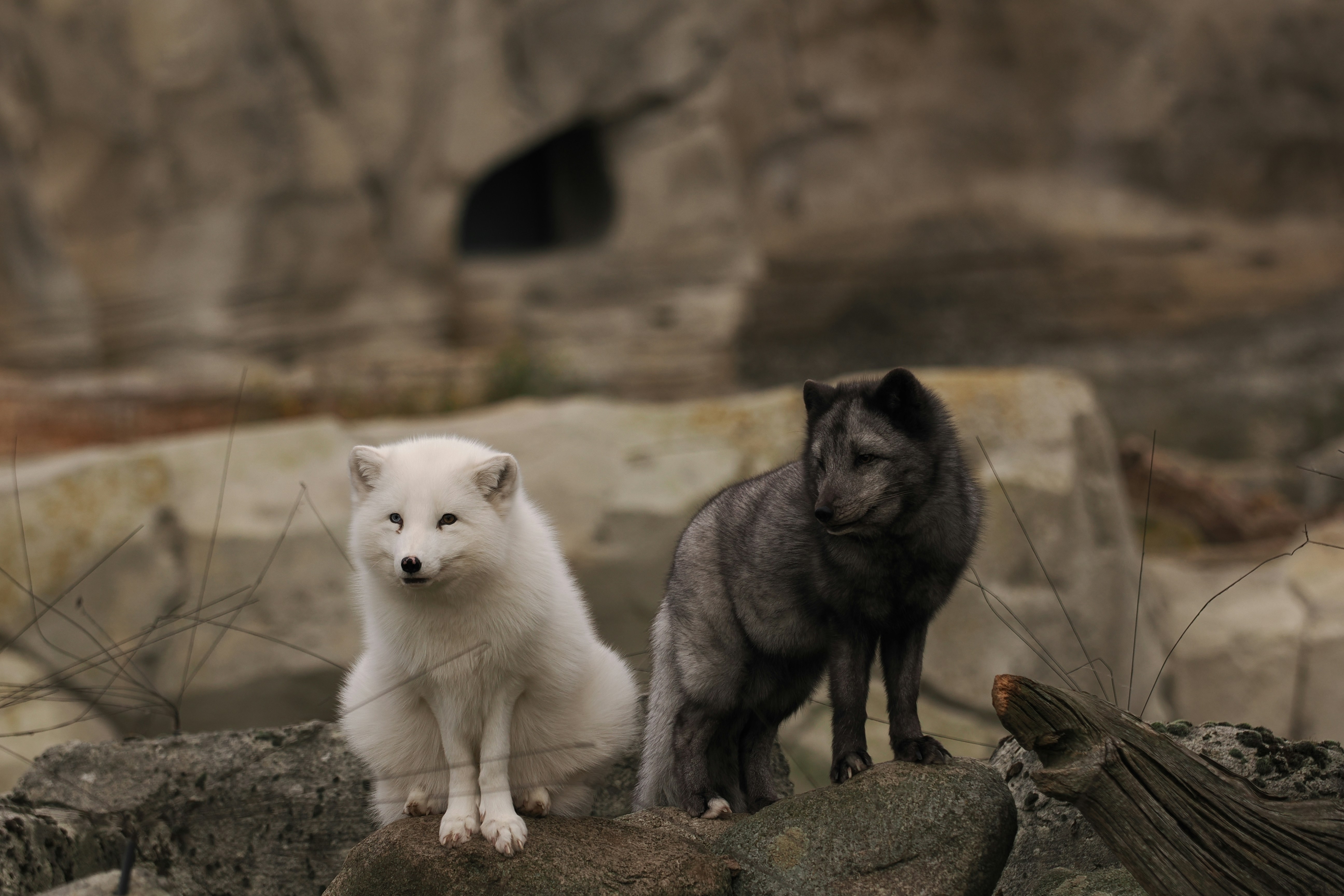 Two arctic foxes, one white and one dark, sit together.