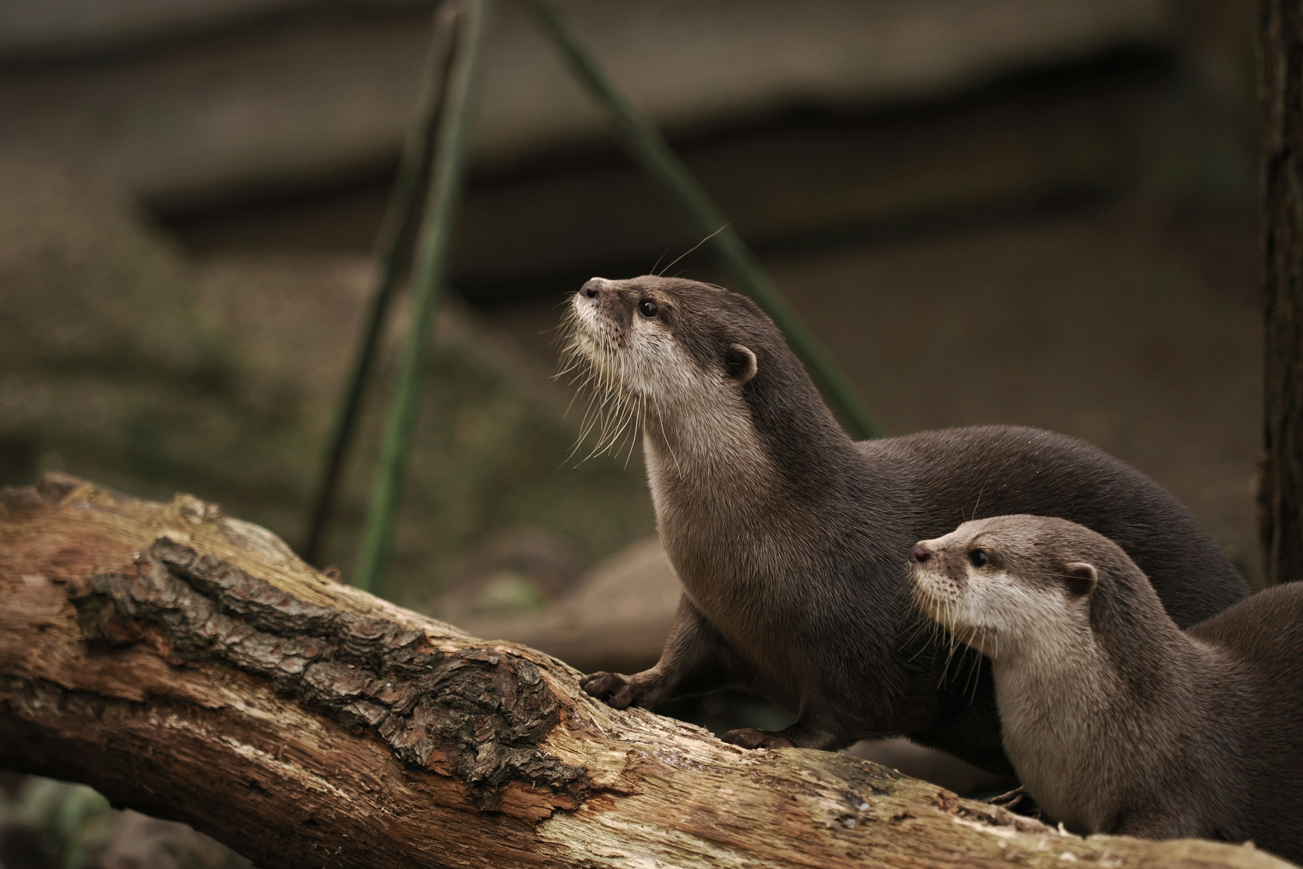 Photo by fotografie_thomas_nolte