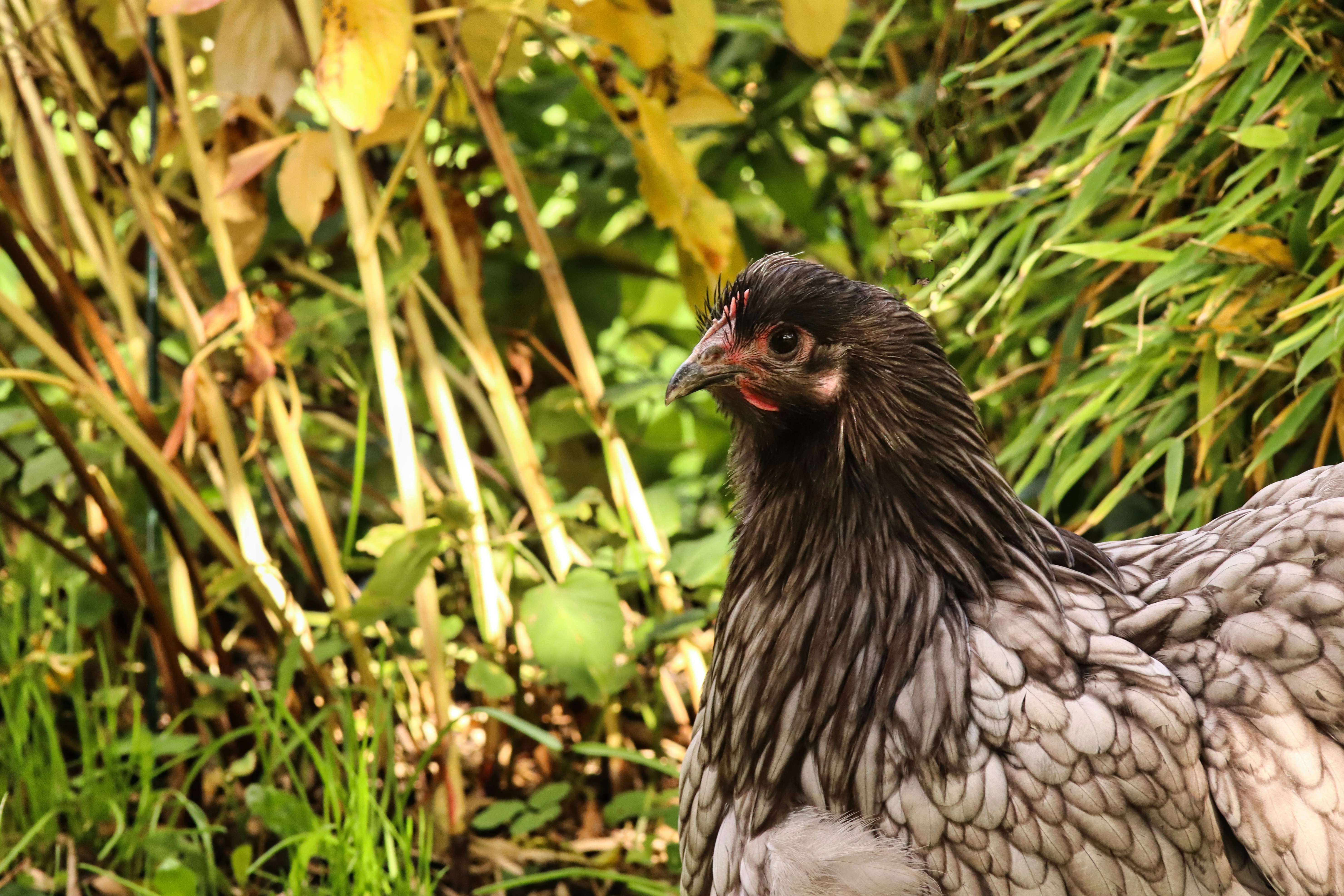 Photo by rotanesshot