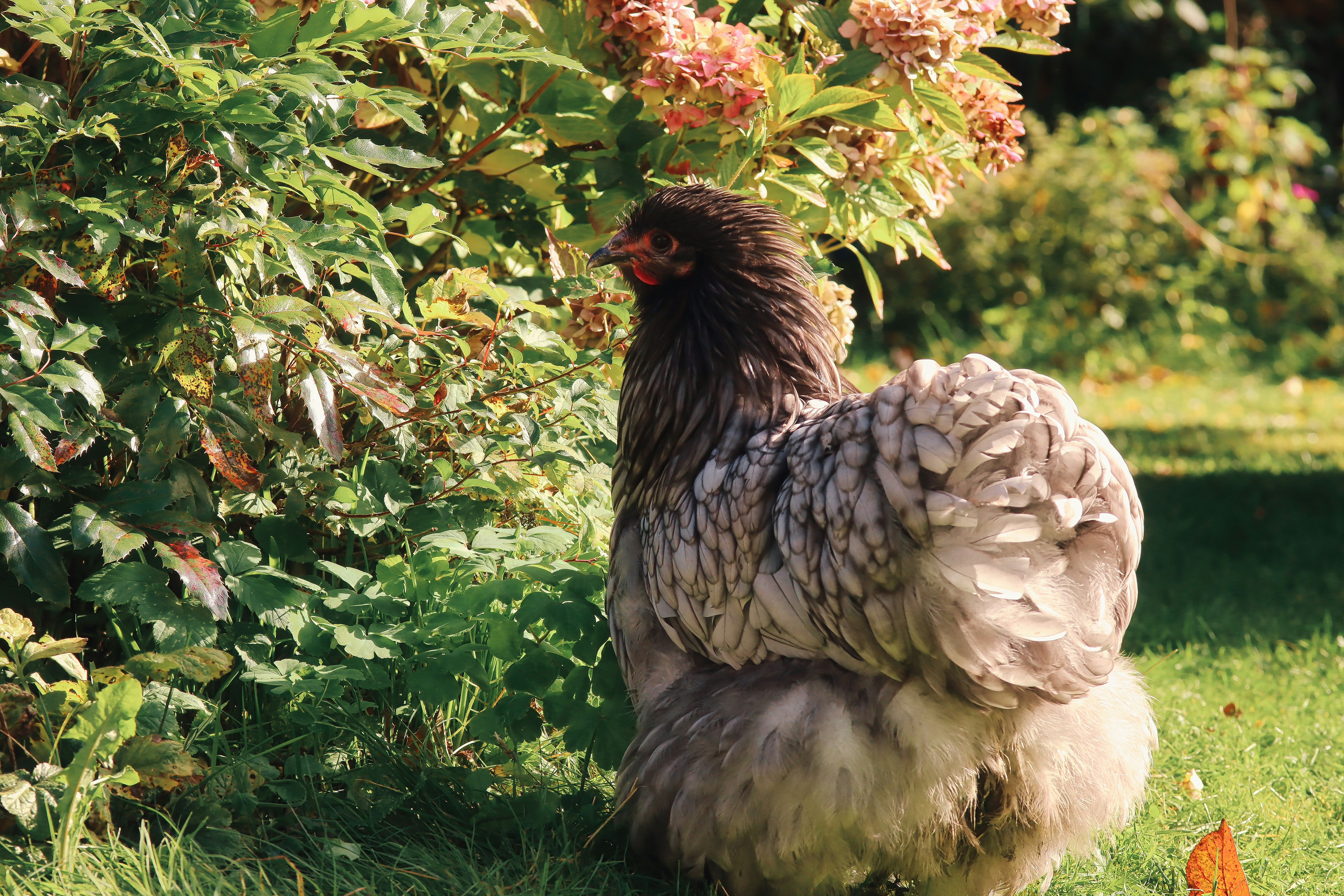 Photo by rotanesshot